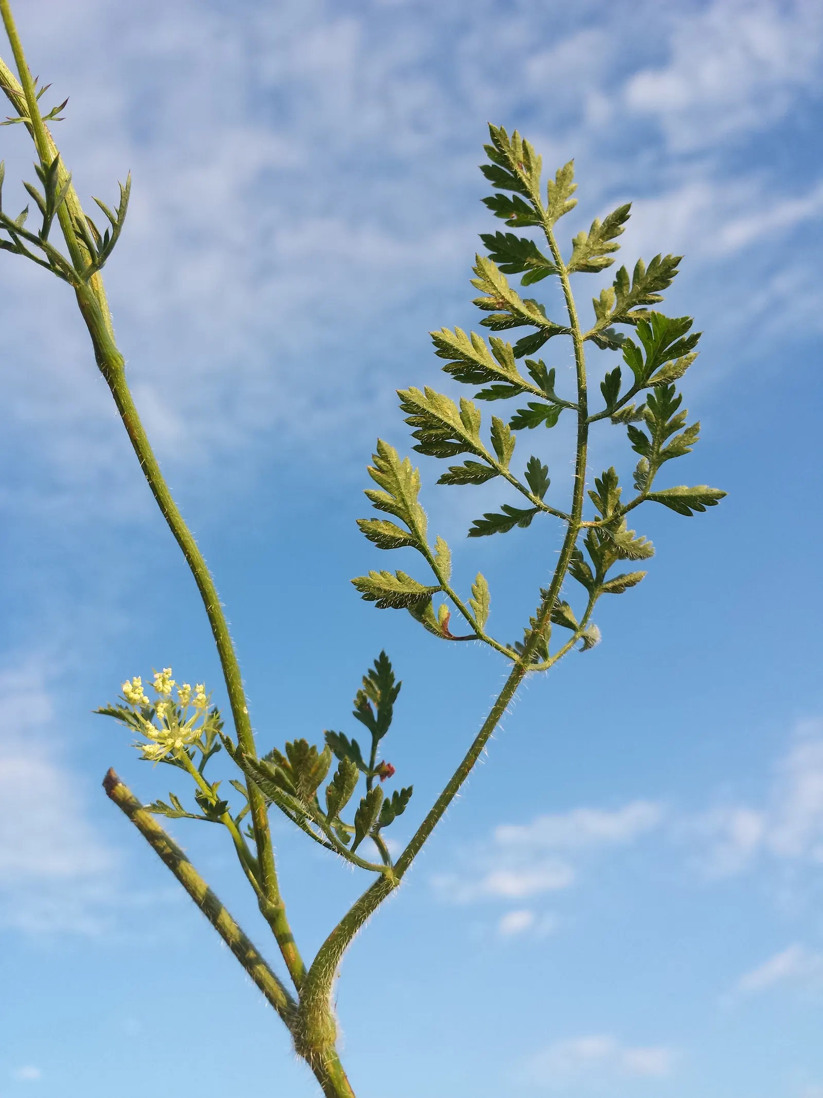 Carrot (Daucus Carota) — The feathery foliage reaches 12 inches high; adding a spectrum of interest to any garden design, image 164