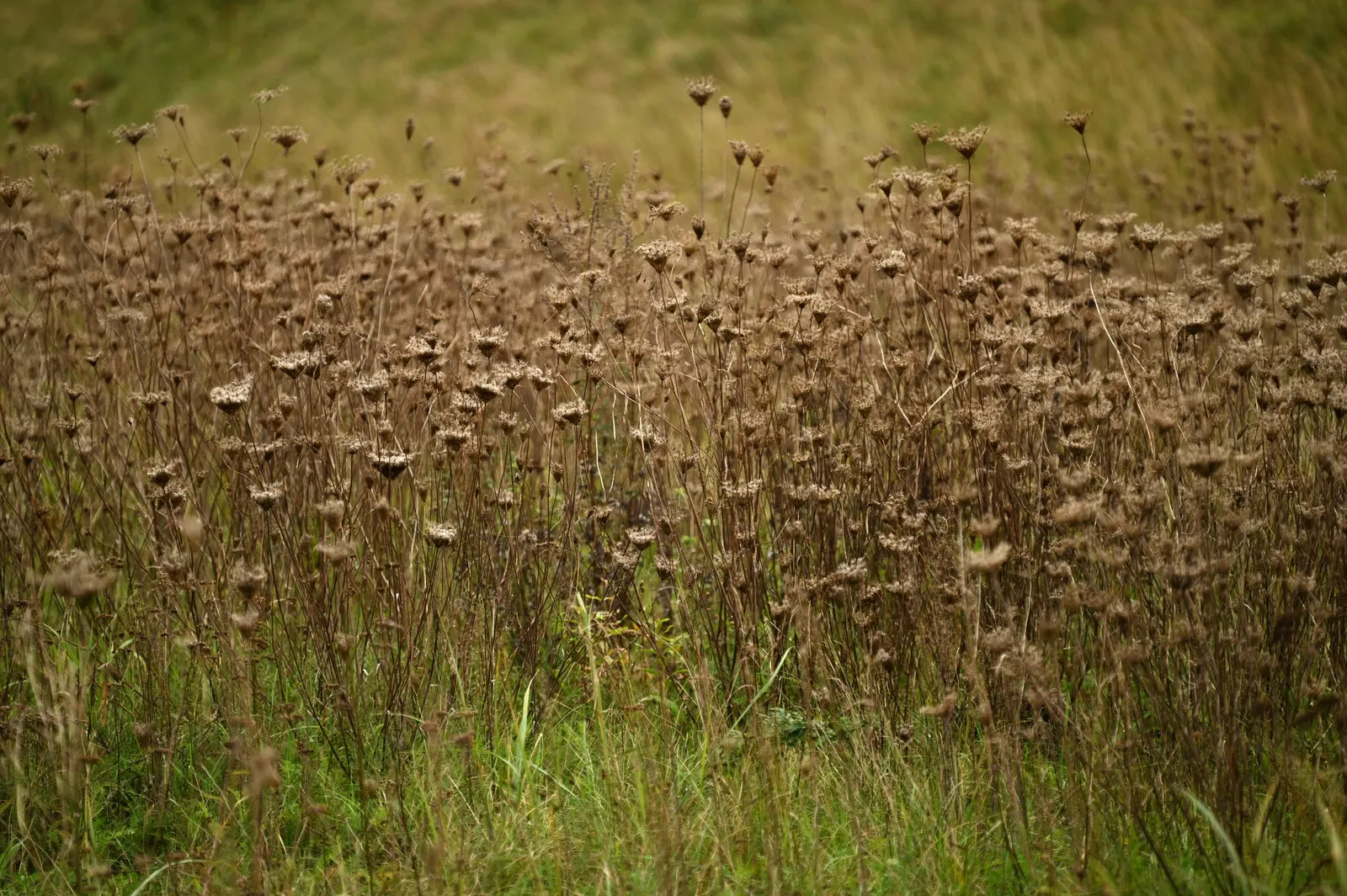 Carrot (Daucus Carota) — The feathery foliage reaches 12 inches high; adding a spectrum of interest to any garden design, image 56
