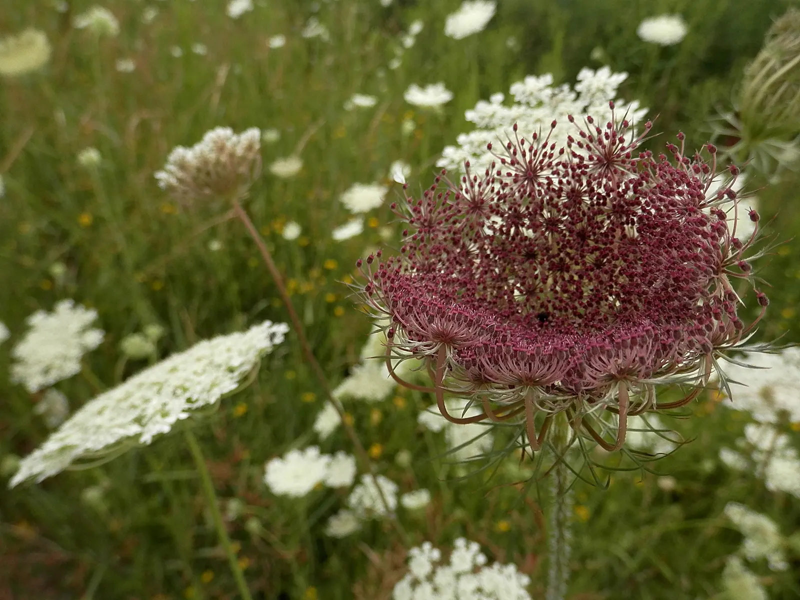 Carrot (Daucus Carota) — critical for uninterrupted root development; when designing for carrots, image 80