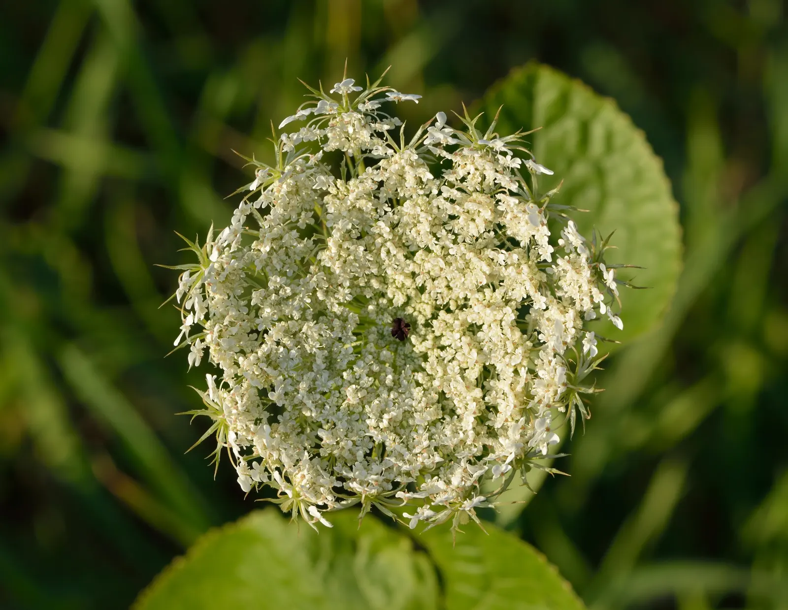 Carrot (Daucus Carota) — Carrots also produce umbel flowers in their second year, adding a subtle, lacy aesthetic to gardens, image 140