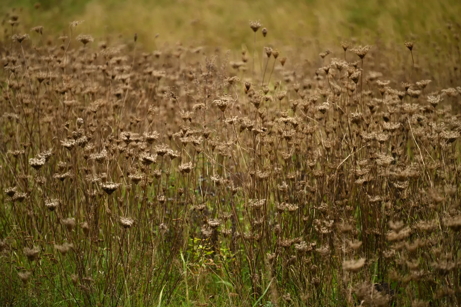 Carrot (Daucus Carota) — ideally with a pH between 6.0 and 6.8.<br><br>Carrots thrive in full sun; the feathery foliage reaches 12 inches high