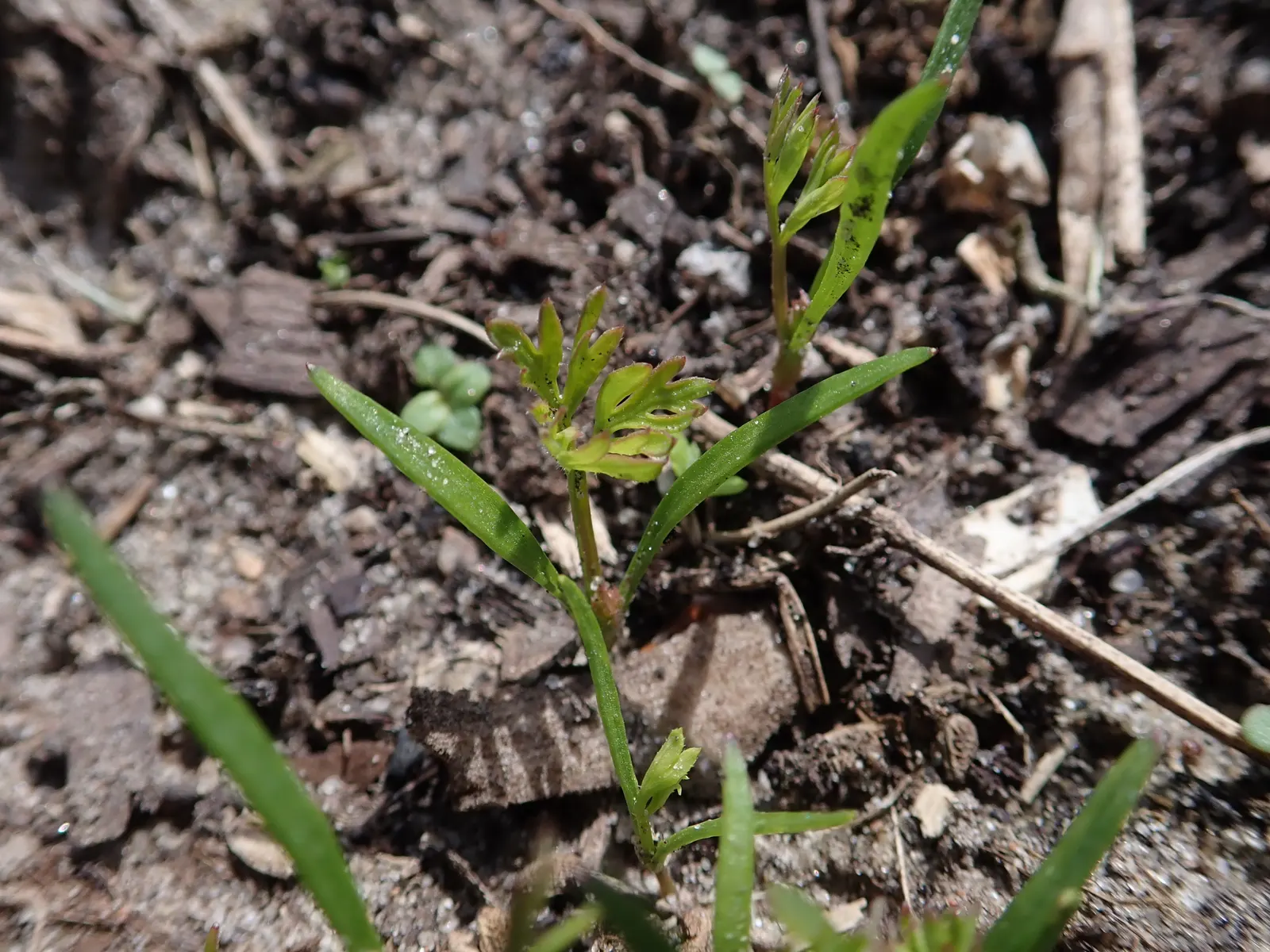 Carrot (Daucus Carota) — it is essential to provide well-draining soil with a deep