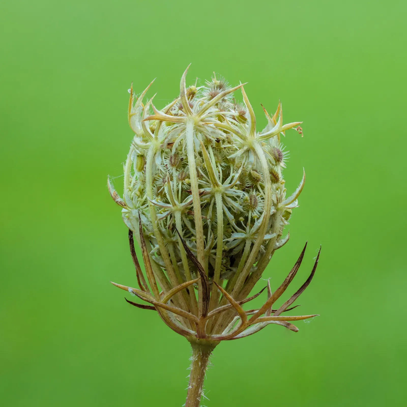 Carrot (Daucus Carota) — adding a spectrum of interest to any garden design; ideally with a pH between 6.0 and 6.8.<br><br>Carrots thrive in full, image 146