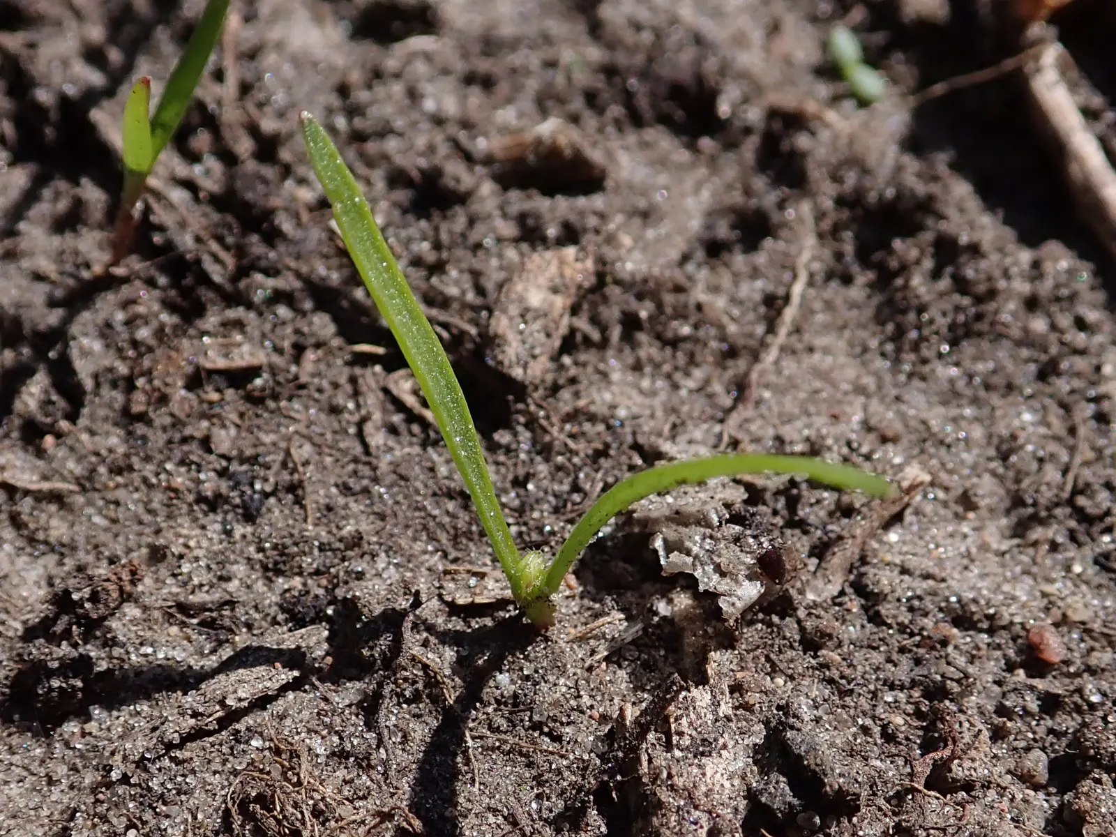 Carrot (Daucus Carota) — adding a spectrum of interest to any garden design