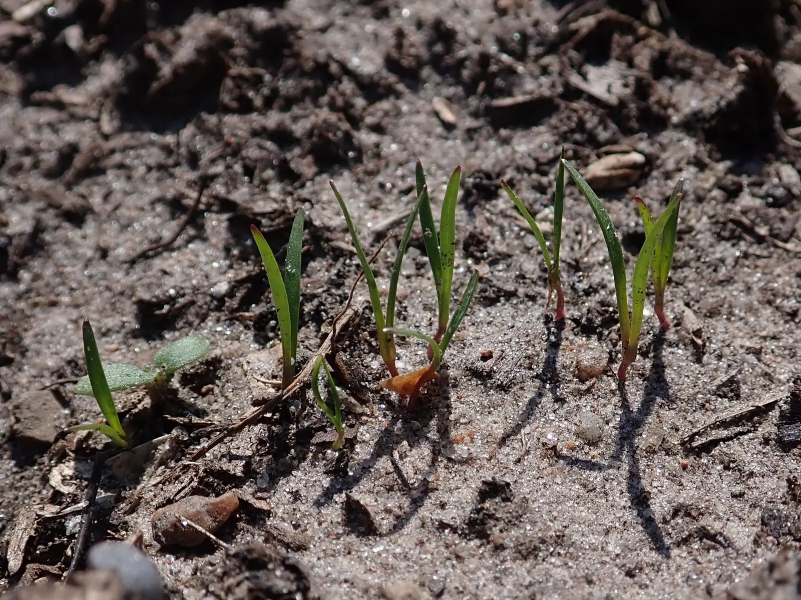 Carrot (Daucus Carota) — generally falling within 2 to 3 inches in diameter; requiring at least 6 to 8 hours of direct sunlight daily
