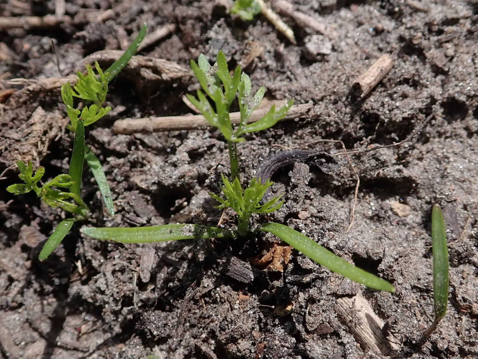 Carrot (Daucus Carota) — adding a spectrum of interest to any garden design; ideally with a pH between 6.0 and 6.8.<br><br>Carrots thrive in full sun
