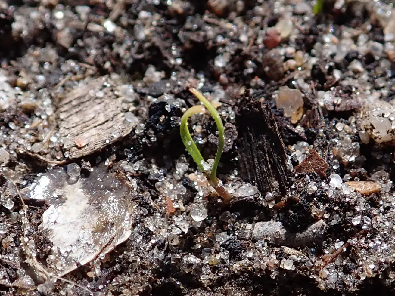 Carrot (Daucus Carota) — while the roots can grow up to 3 inches wide and 10 inches long; it is essential to provide well-draining soil with a deep, image 84