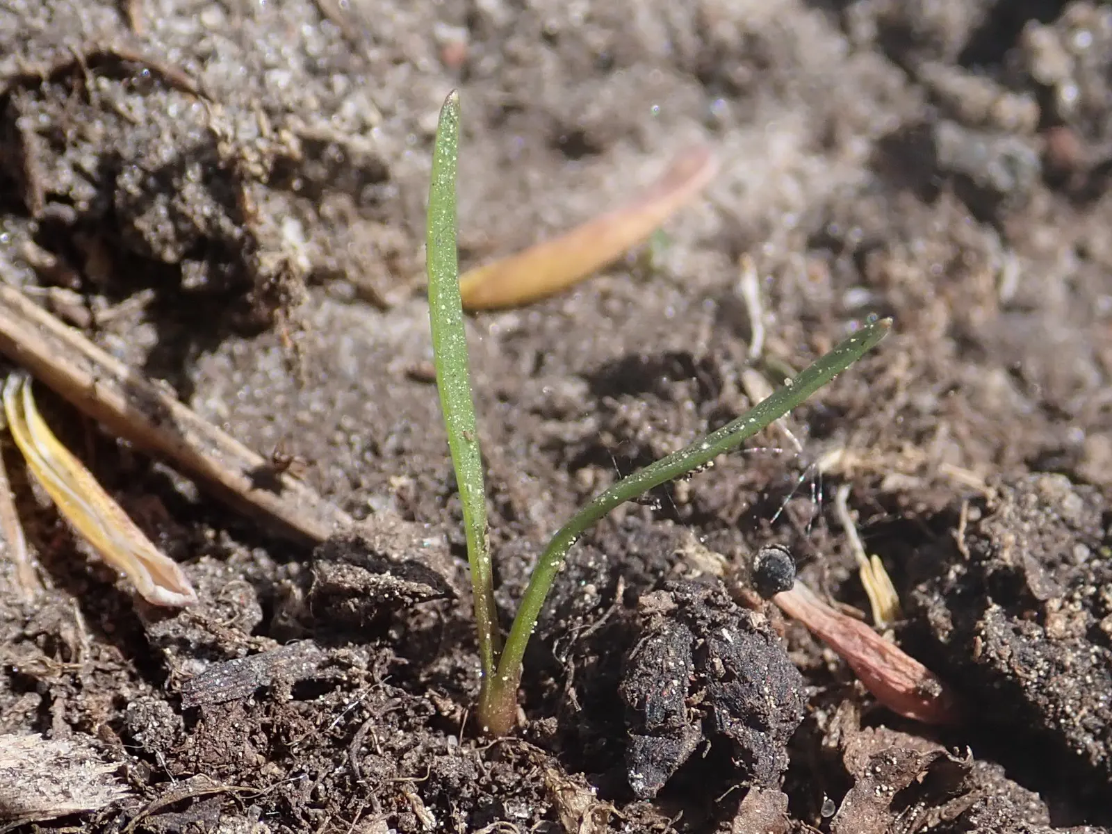 Carrot (Daucus Carota) — is a versatile and hardy biennial plant; loose structure to accommodate their growth
