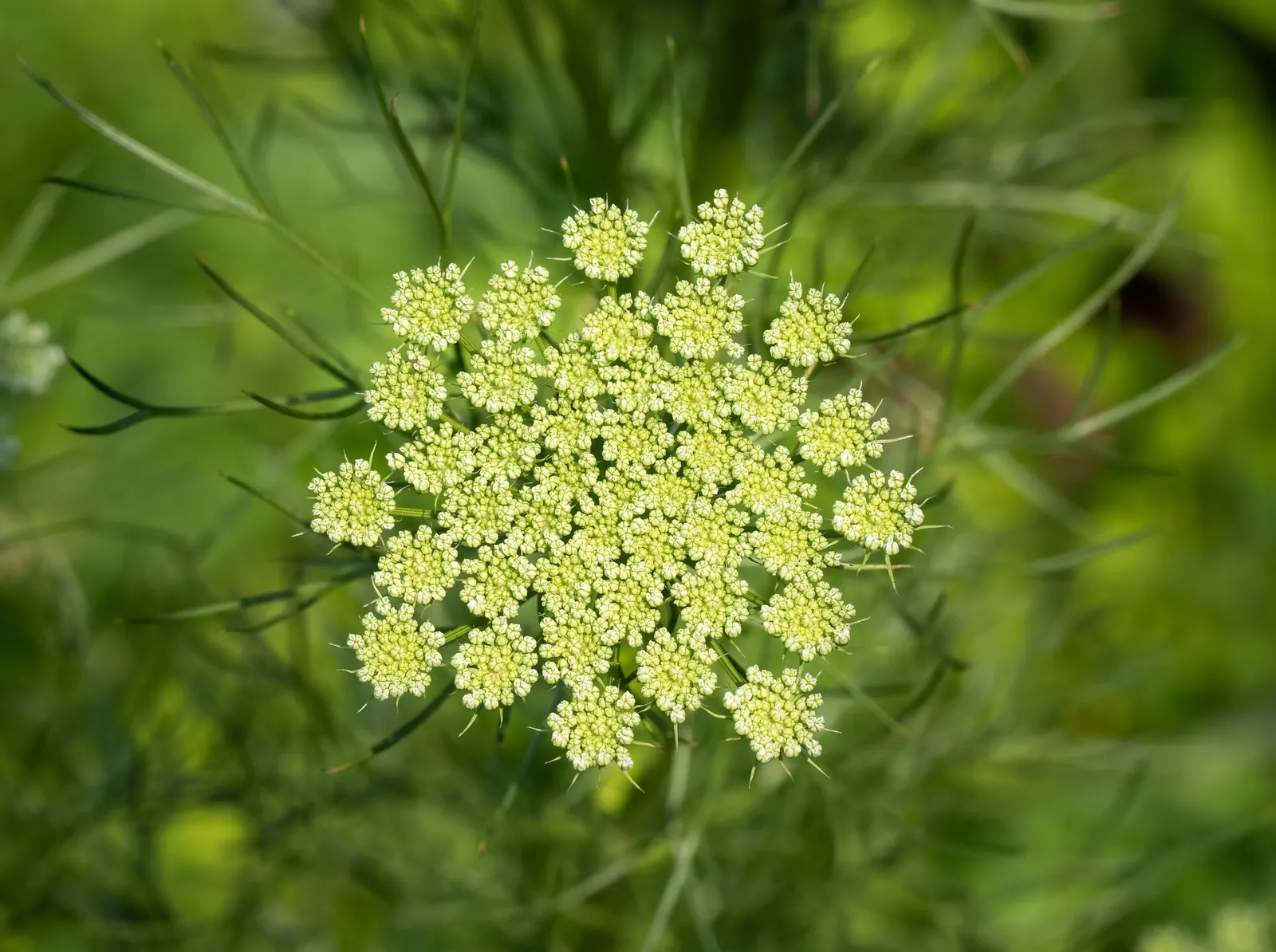 Carrot (Daucus Carota) — is a versatile and hardy biennial plant; loose structure to accommodate their growth, image 115
