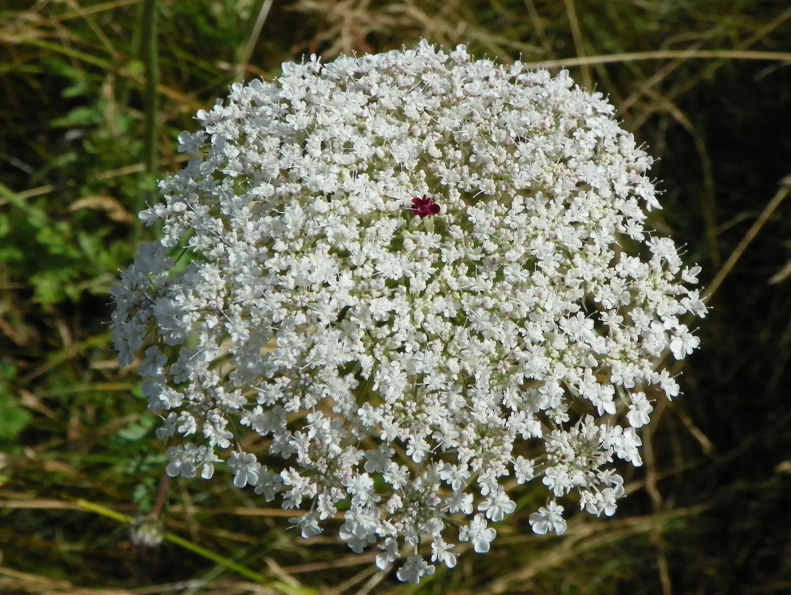 Carrot (Daucus Carota) — often grown as an annual in home gardens for its edible taproots; critical for uninterrupted root development, image 89