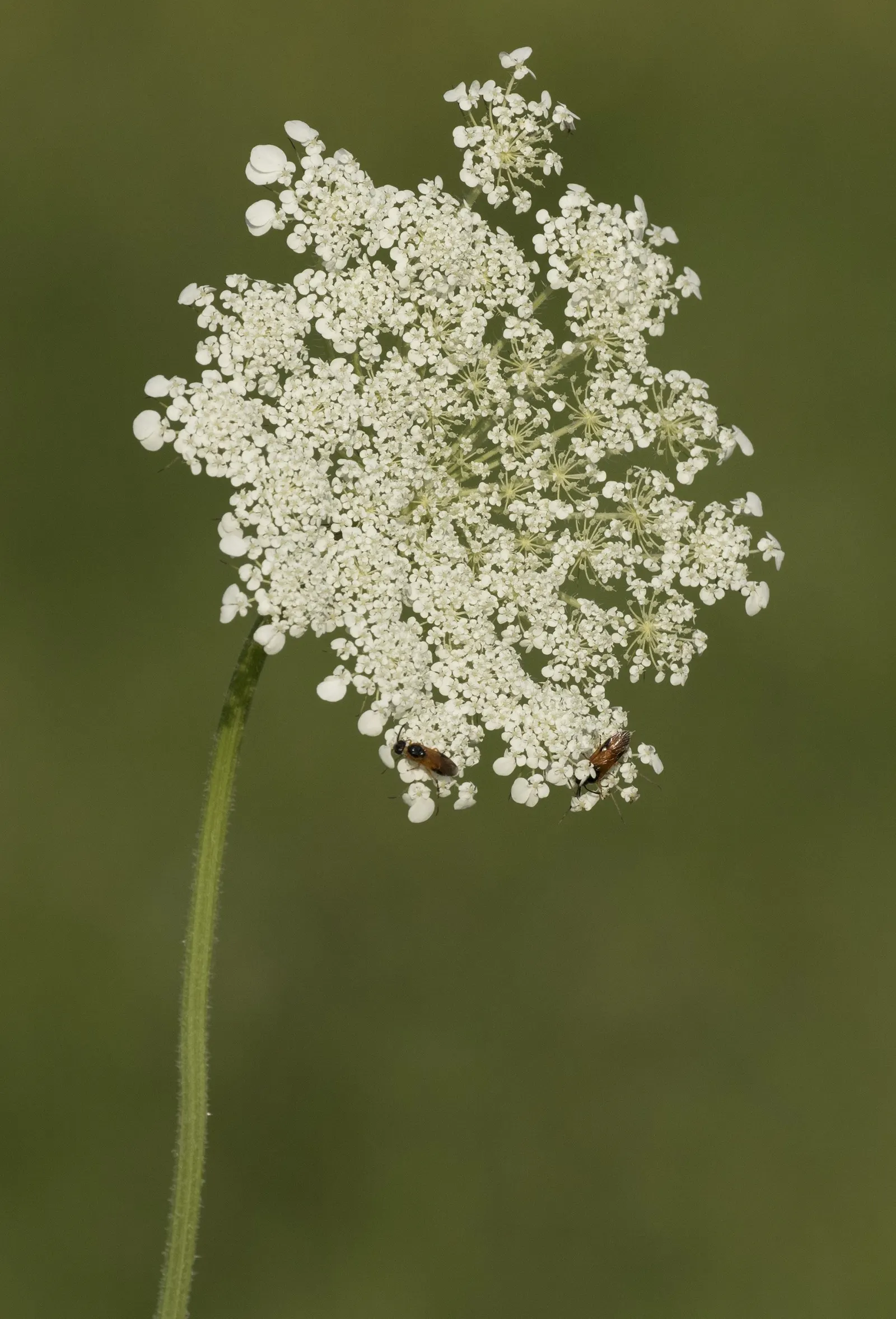 Carrot (Daucus Carota) — often grown as an annual in home gardens for its edible taproots; critical for uninterrupted root development, image 116