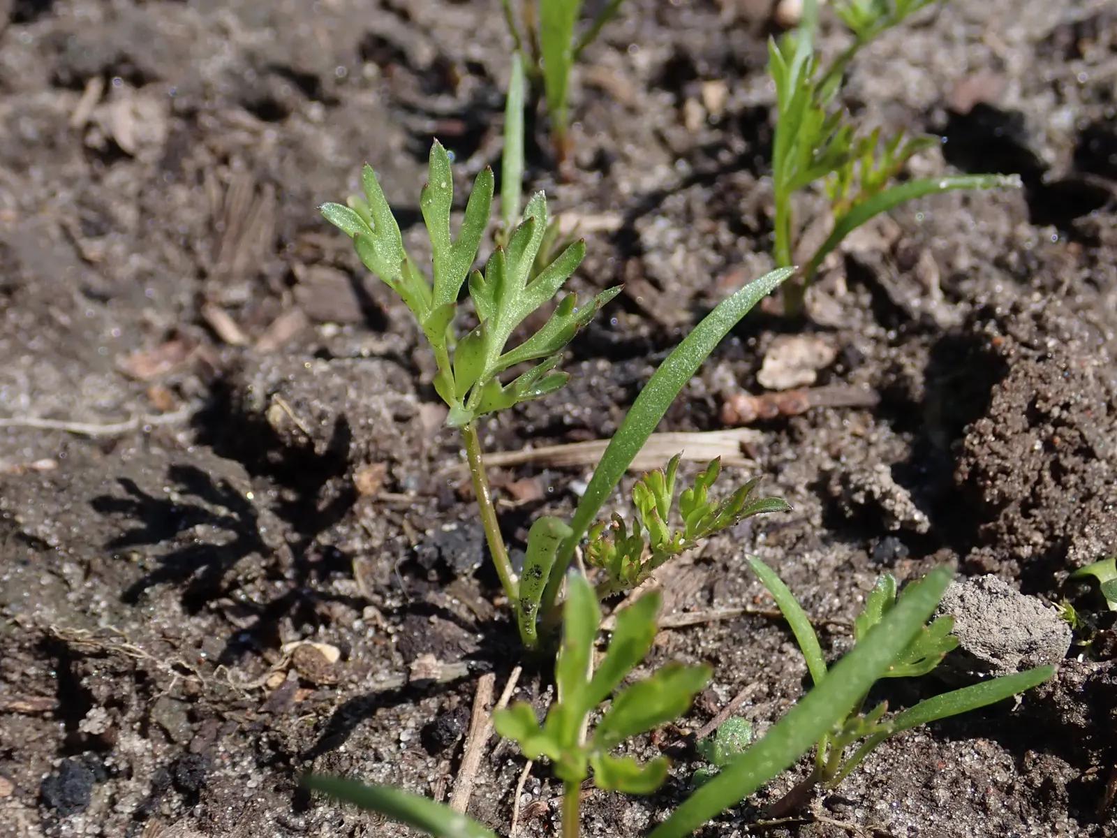 Carrot (Daucus Carota) — requiring at least 6 to 8 hours of direct sunlight daily