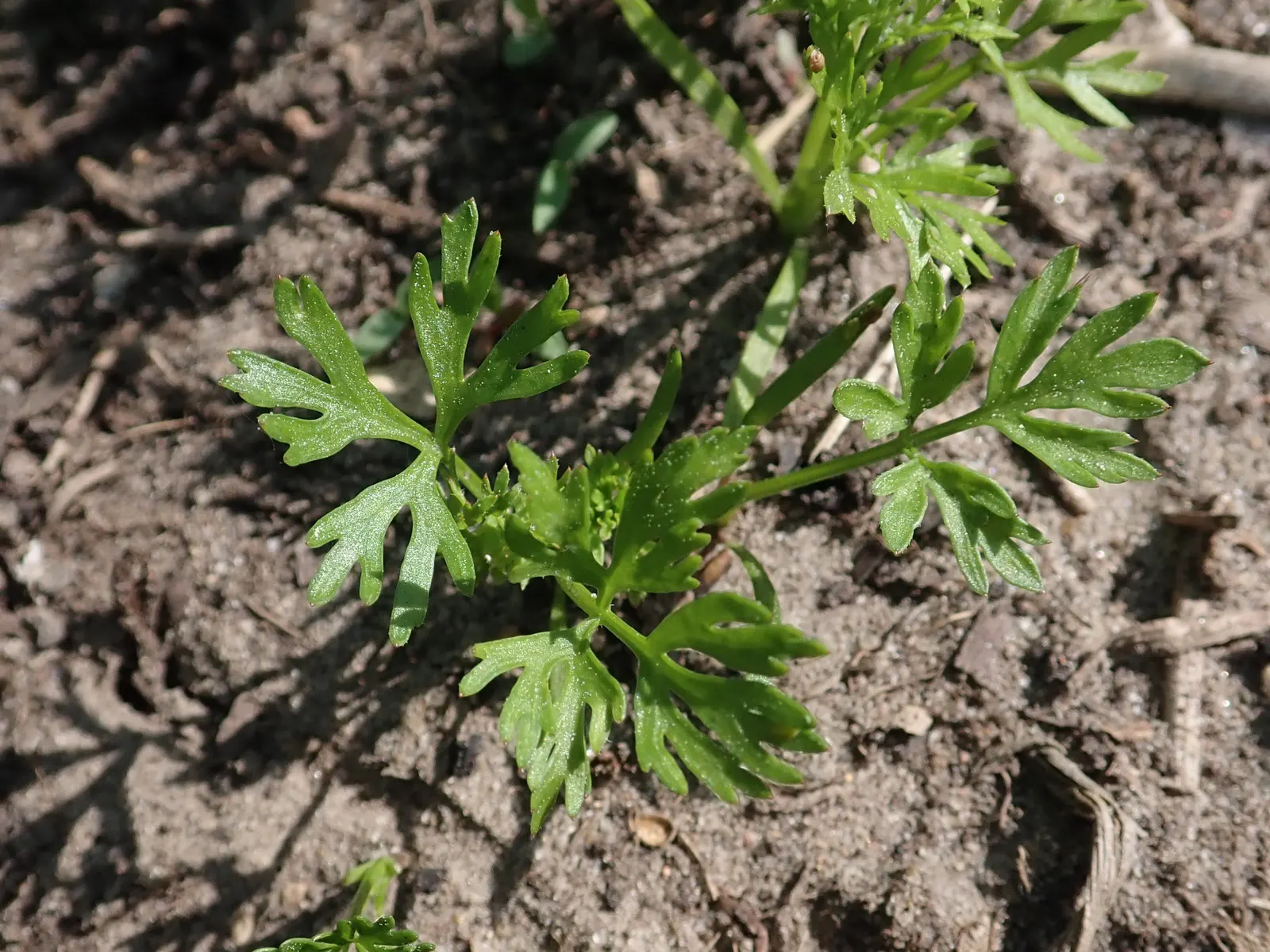 Carrot (Daucus Carota) — and light mulching help maintain even soil moisture and temperature; though cultivars also exhibit purple, image 106