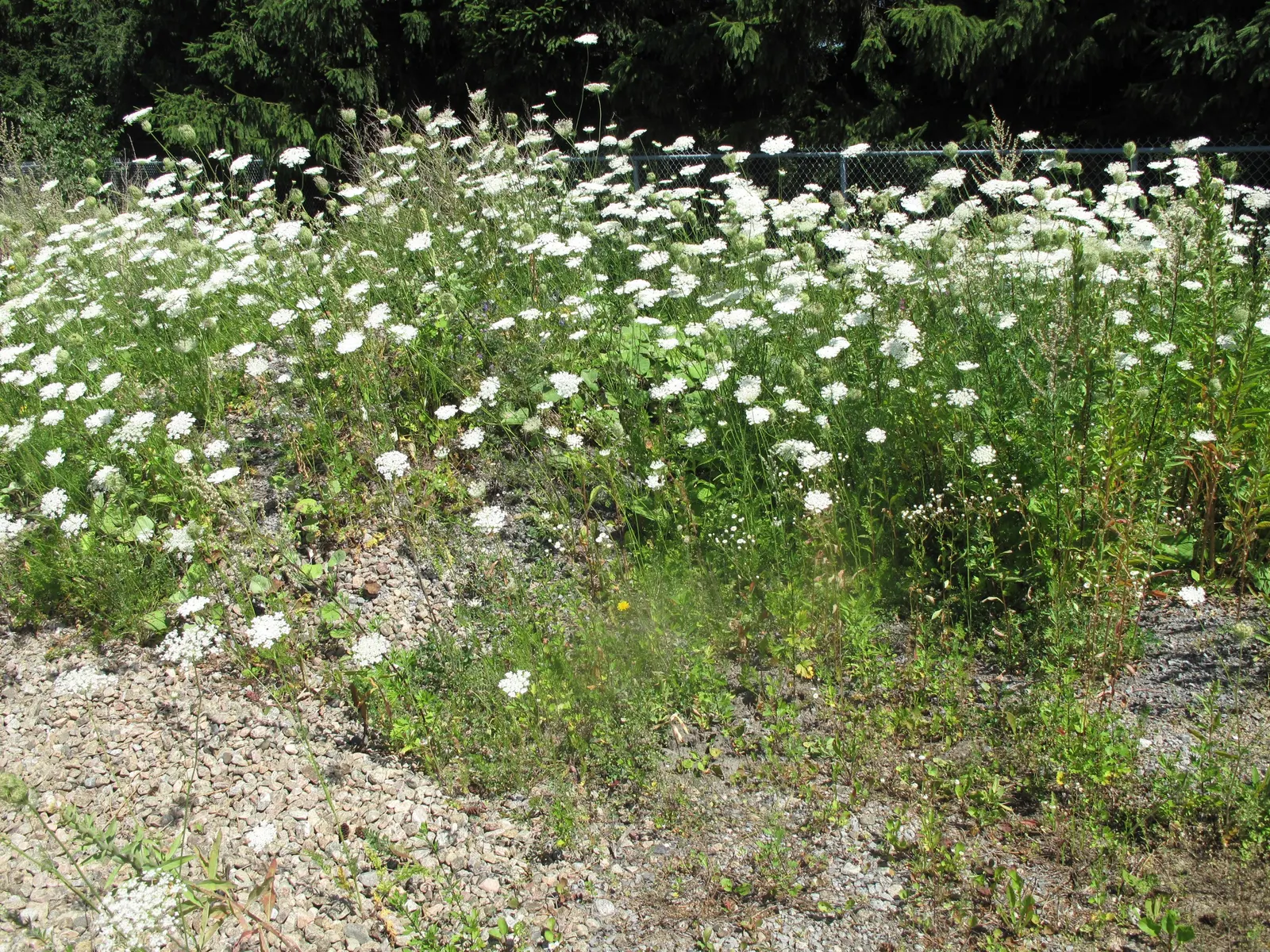 Carrot (Daucus Carota) — but can tolerate partial shade; and can reach lengths of up to 12 to 14 inches, image 103