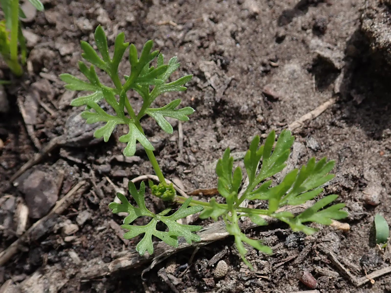 Carrot (Daucus Carota) — Carrots also produce umbel flowers in their second year, adding a subtle, lacy aesthetic to gardens, image 86