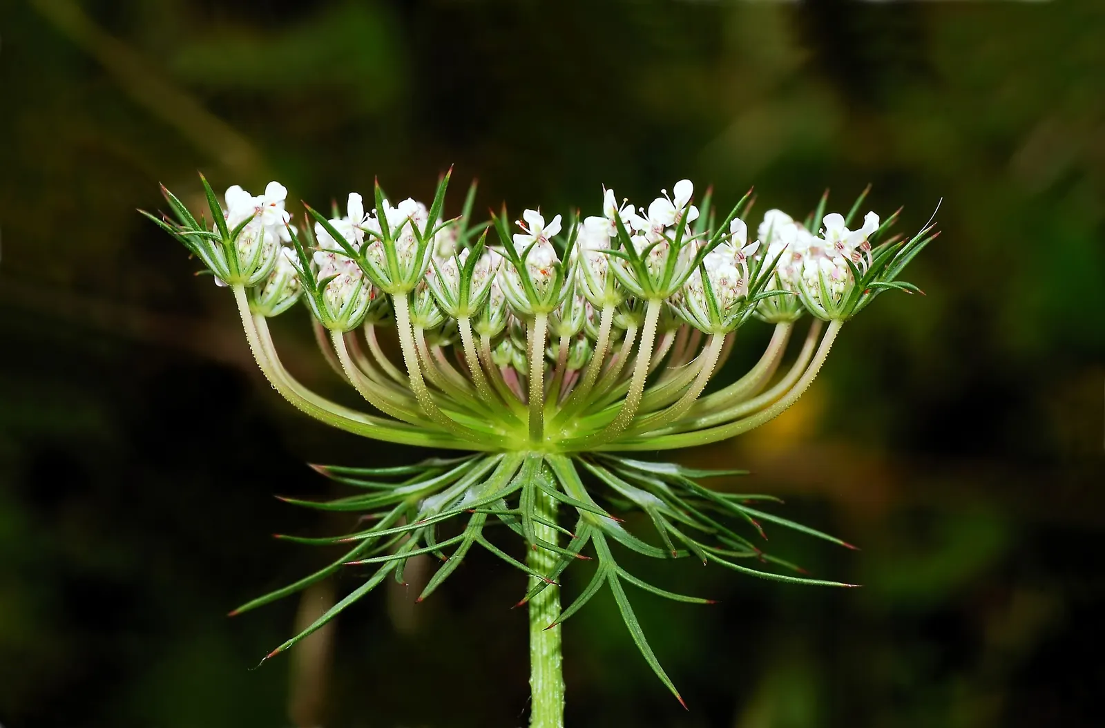Carrot (Daucus Carota) — but can tolerate partial shade