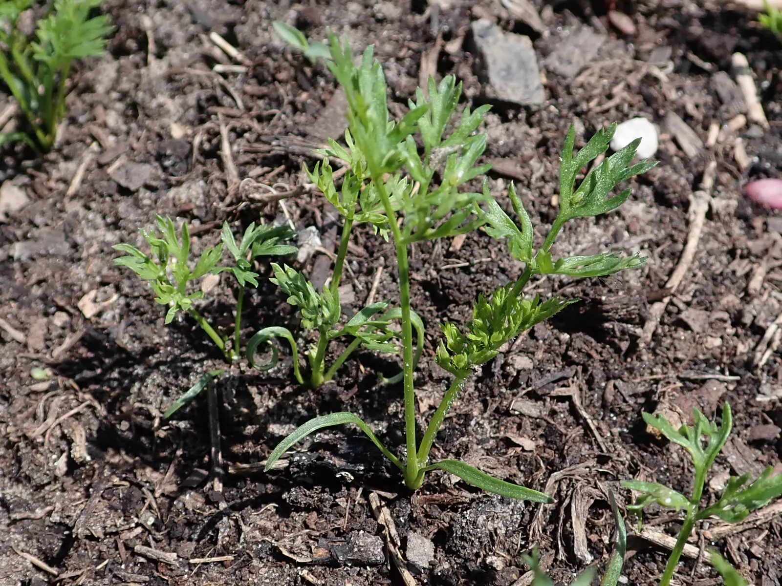 Carrot (Daucus Carota) — but can tolerate partial shade; and can reach lengths of up to 12 to 14 inches