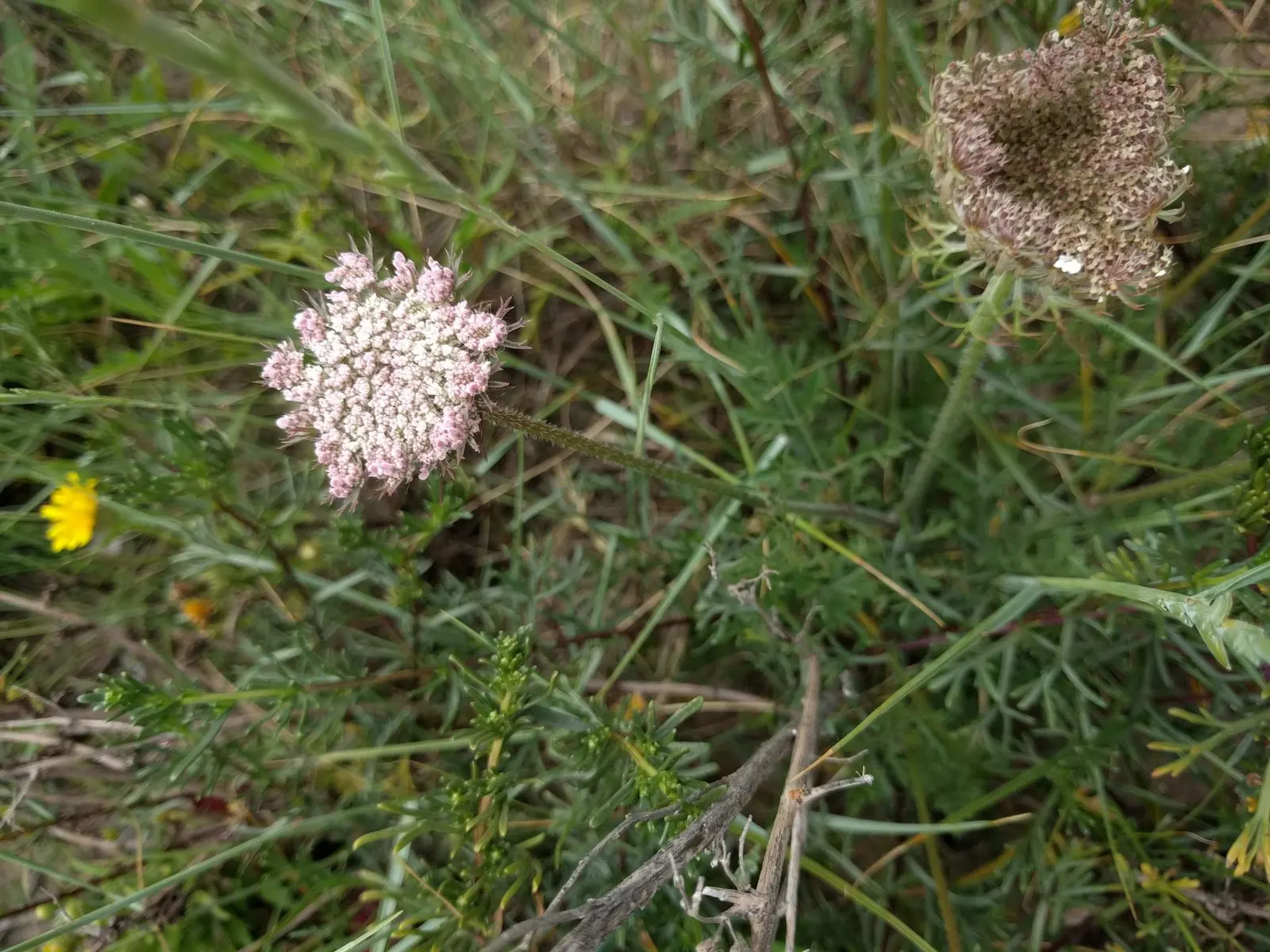 Carrot (Daucus Carota) — critical for uninterrupted root development; when designing for carrots, image 134