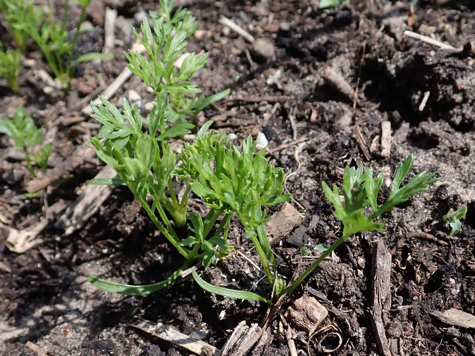 Carrot (Daucus Carota) — they are best planted in early spring and can also endure a fall planting for a late harvest; while the roots can grow up to 3 inches