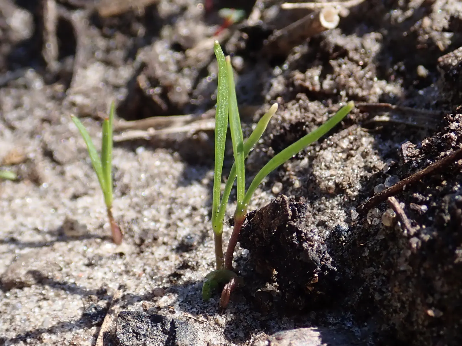 Carrot (Daucus Carota) — generally falling within 2 to 3 inches in diameter; requiring at least 6 to 8 hours of direct sunlight daily, image 69