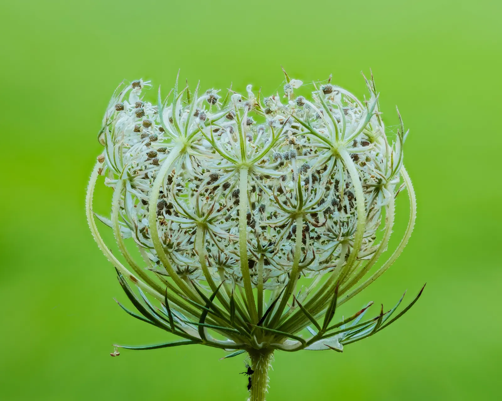 Carrot (Daucus Carota) — but can tolerate partial shade; and can reach lengths of up to 12 to 14 inches, image 157