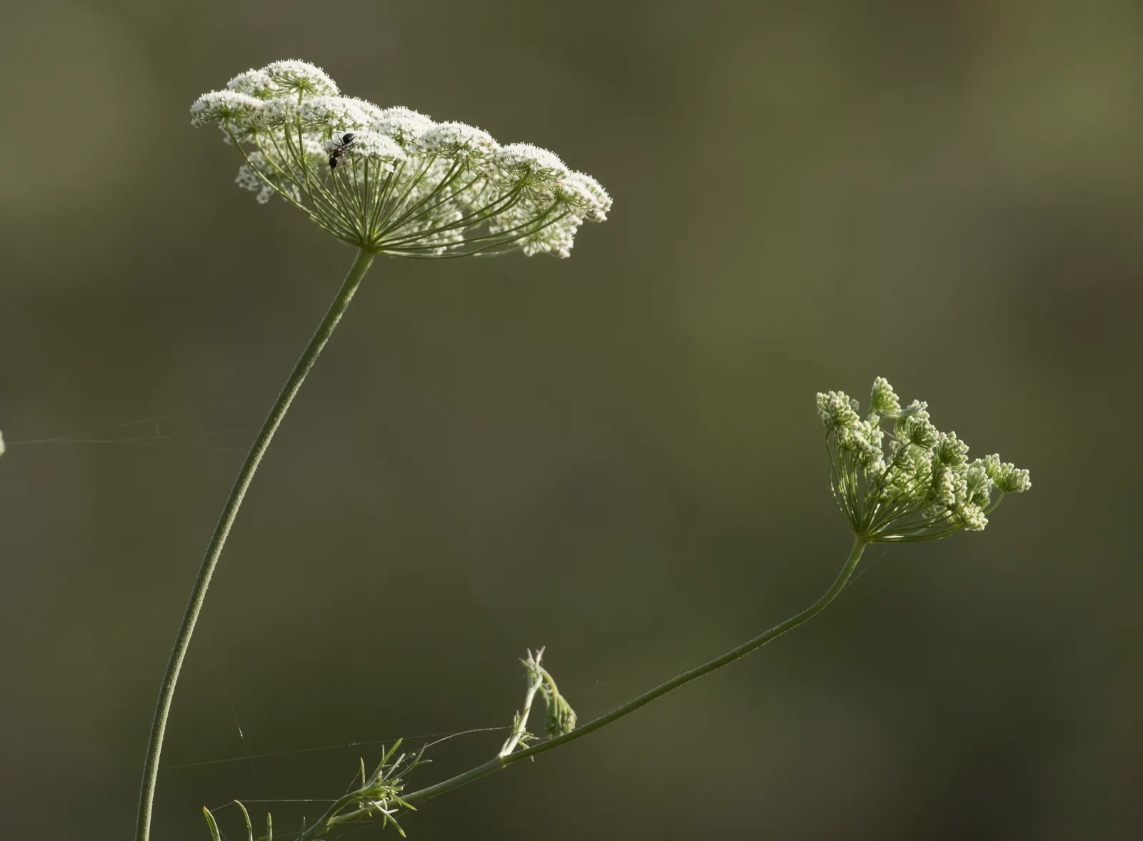Carrot (Daucus Carota) — feathery leaves emanating from a rosette; is a versatile and hardy biennial plant, image 67