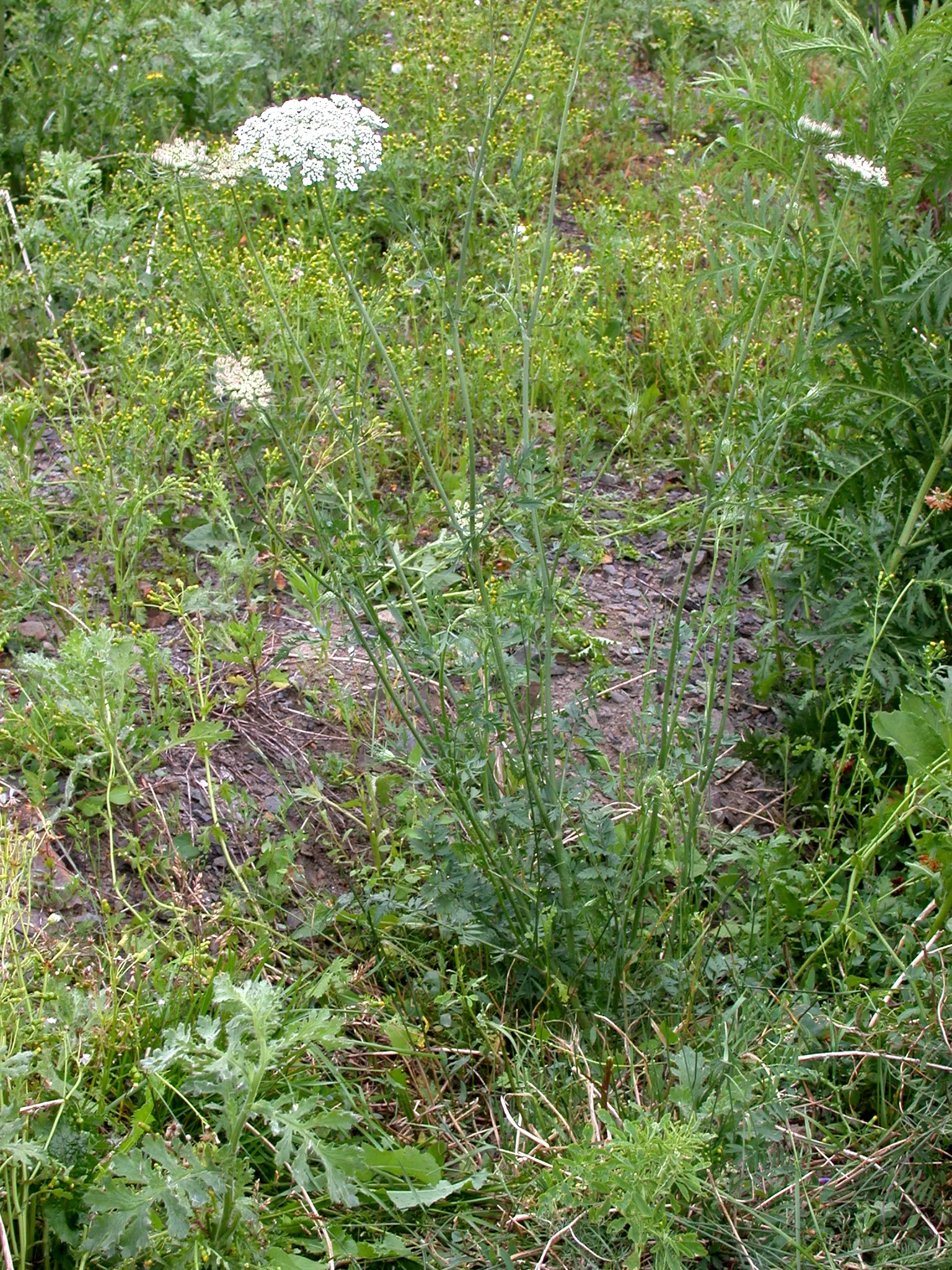 Carrot (Daucus Carota) — generally falling within 2 to 3 inches in diameter; requiring at least 6 to 8 hours of direct sunlight daily, image 150