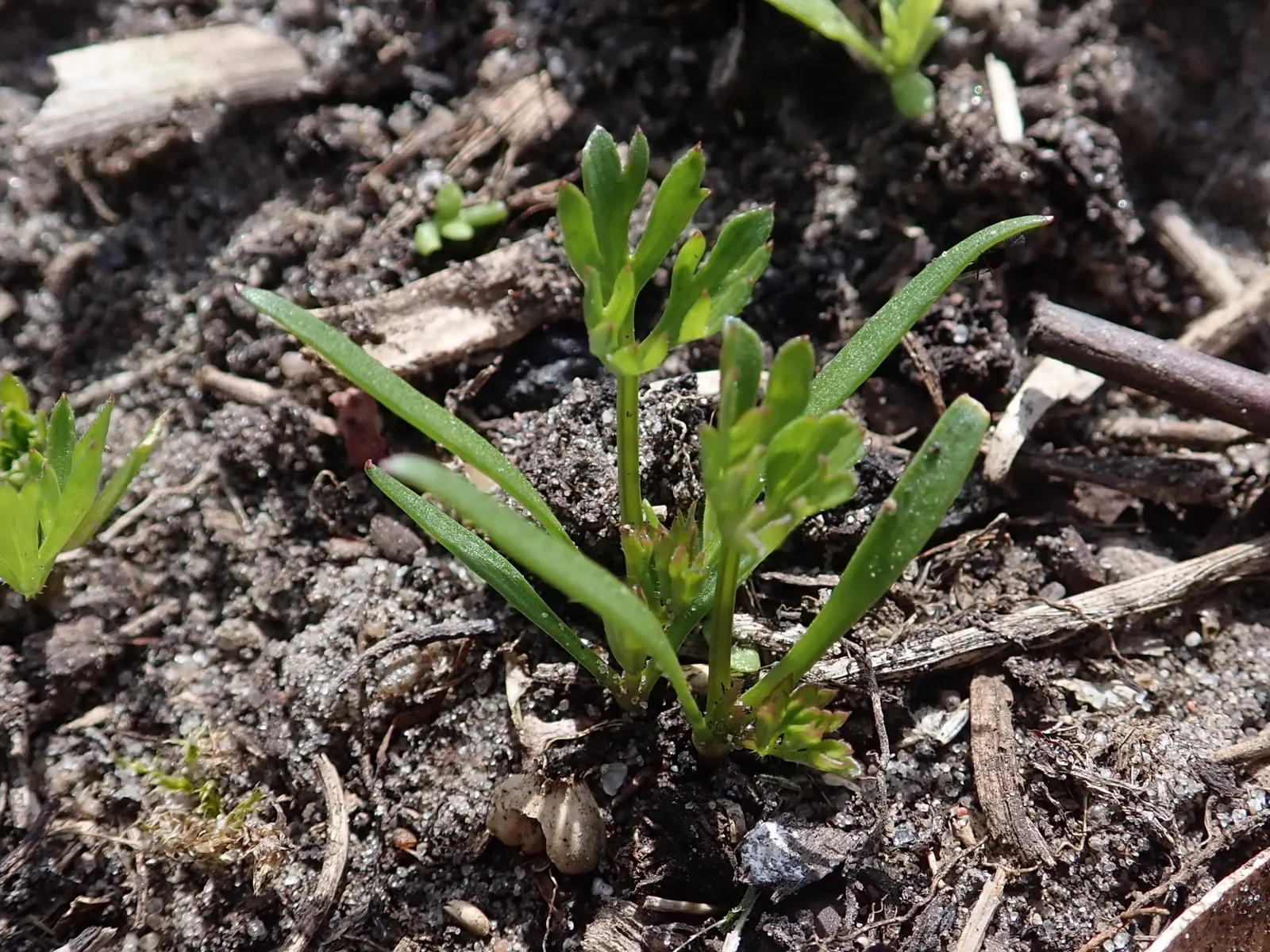 Carrot (Daucus Carota) — Prefers full sun and well-drained soil; and light mulching help maintain even soil moisture and temperature, image 166