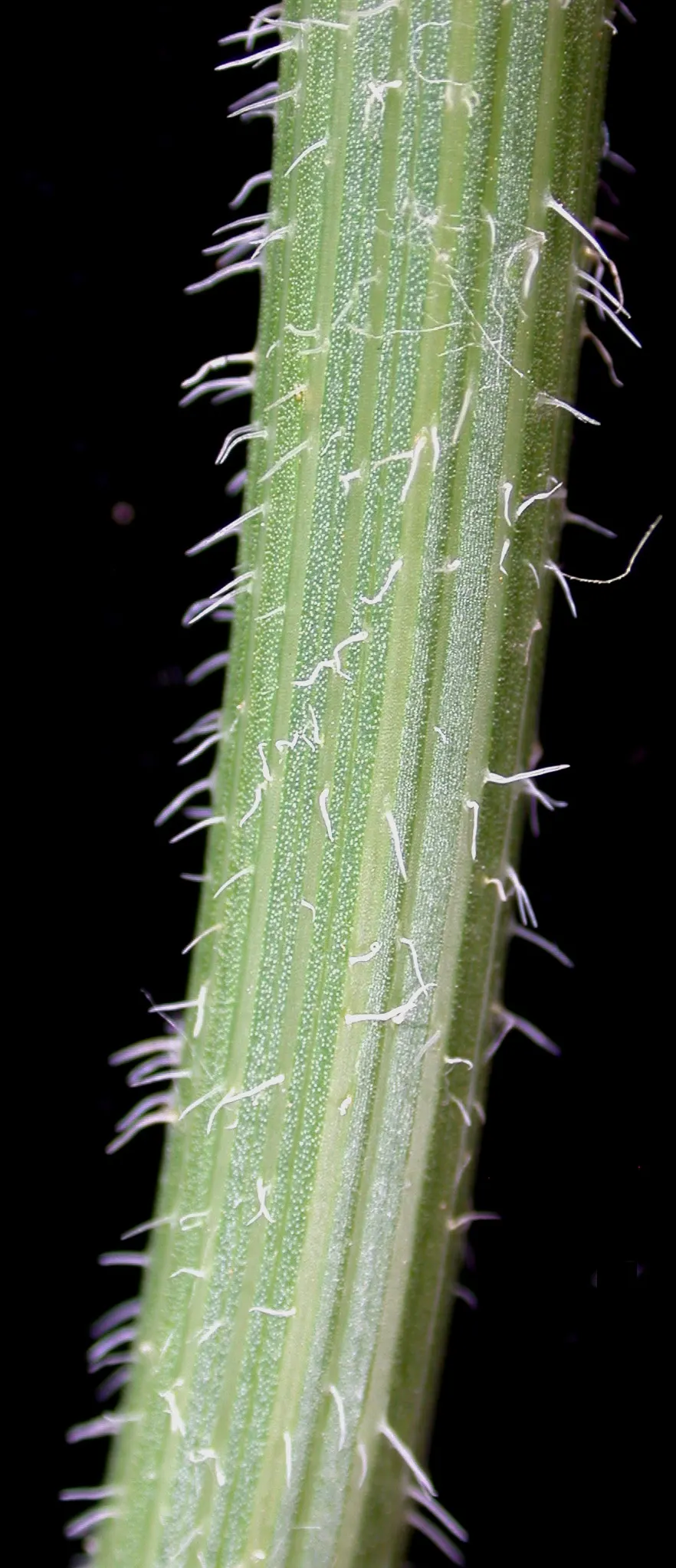 Carrot (Daucus Carota) — loose structure to accommodate their growth; but can tolerate partial shade, image 127