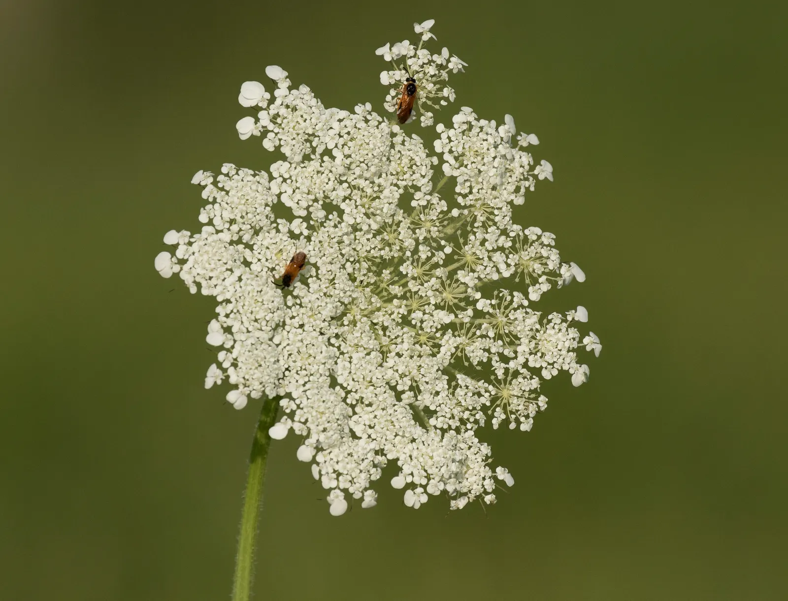 Carrot (Daucus Carota) — generally falling within 2 to 3 inches in diameter; requiring at least 6 to 8 hours of direct sunlight daily, image 123