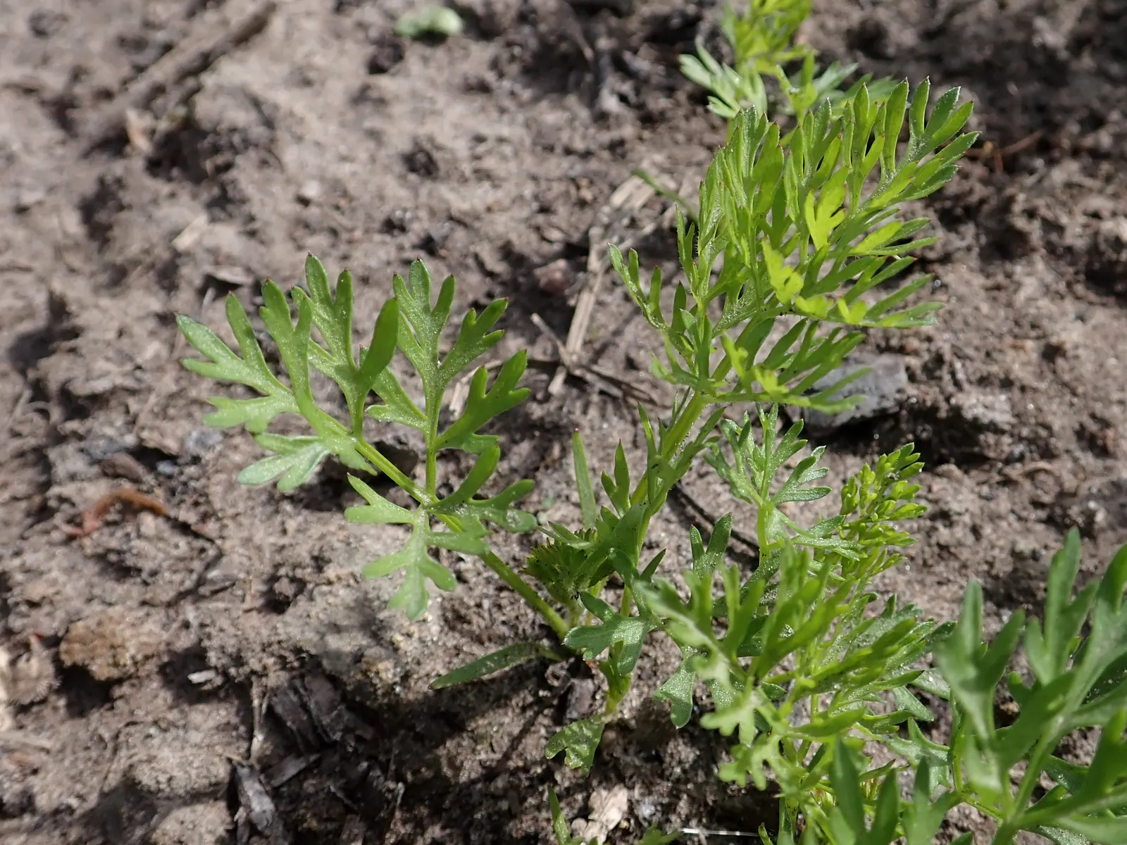 Carrot (Daucus Carota) — and can reach lengths of up to 12 to 14 inches; is a biennial plant commonly grown as an annual for its tapering orange, image 97