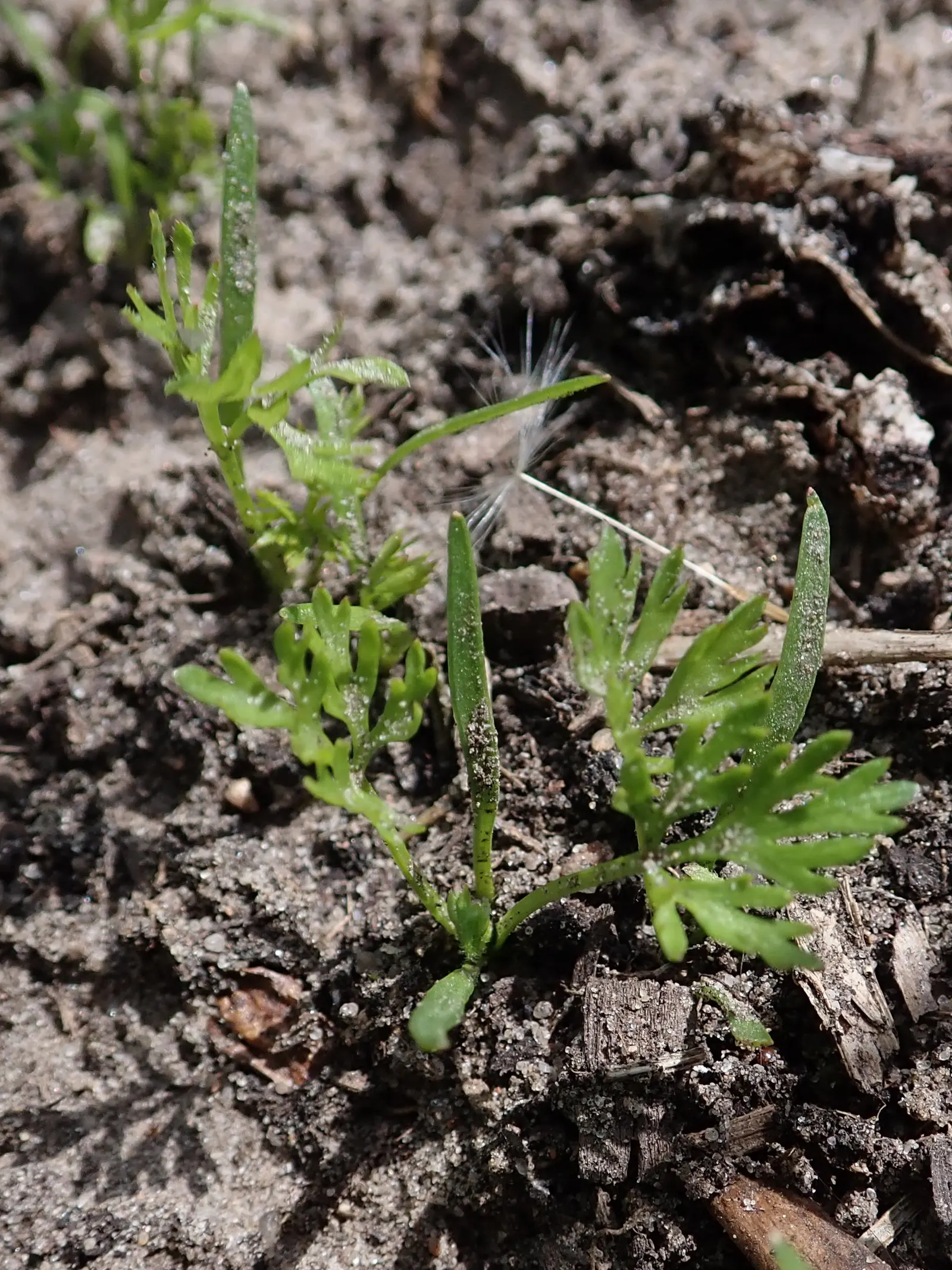 Carrot (Daucus Carota) — The feathery foliage reaches 12 inches high