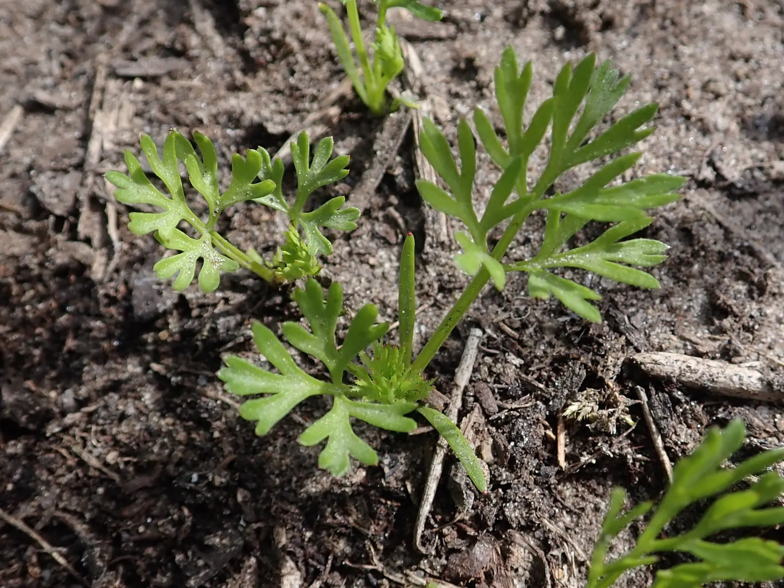 Carrot (Daucus Carota) — The feathery foliage reaches 12 inches high; adding a spectrum of interest to any garden design, image 137