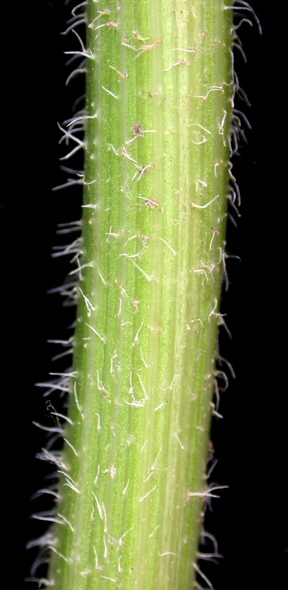 Carrot (Daucus Carota) — while the roots can grow up to 3 inches wide and 10 inches long; it is essential to provide well-draining soil with a deep, image 57