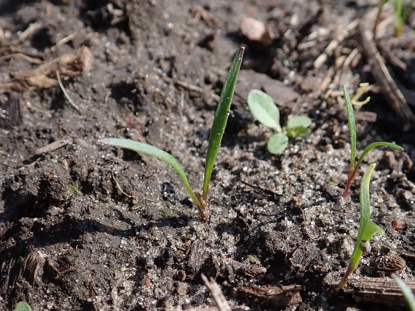 Carrot (Daucus Carota) — is a biennial plant commonly grown as an annual for its tapering orange root