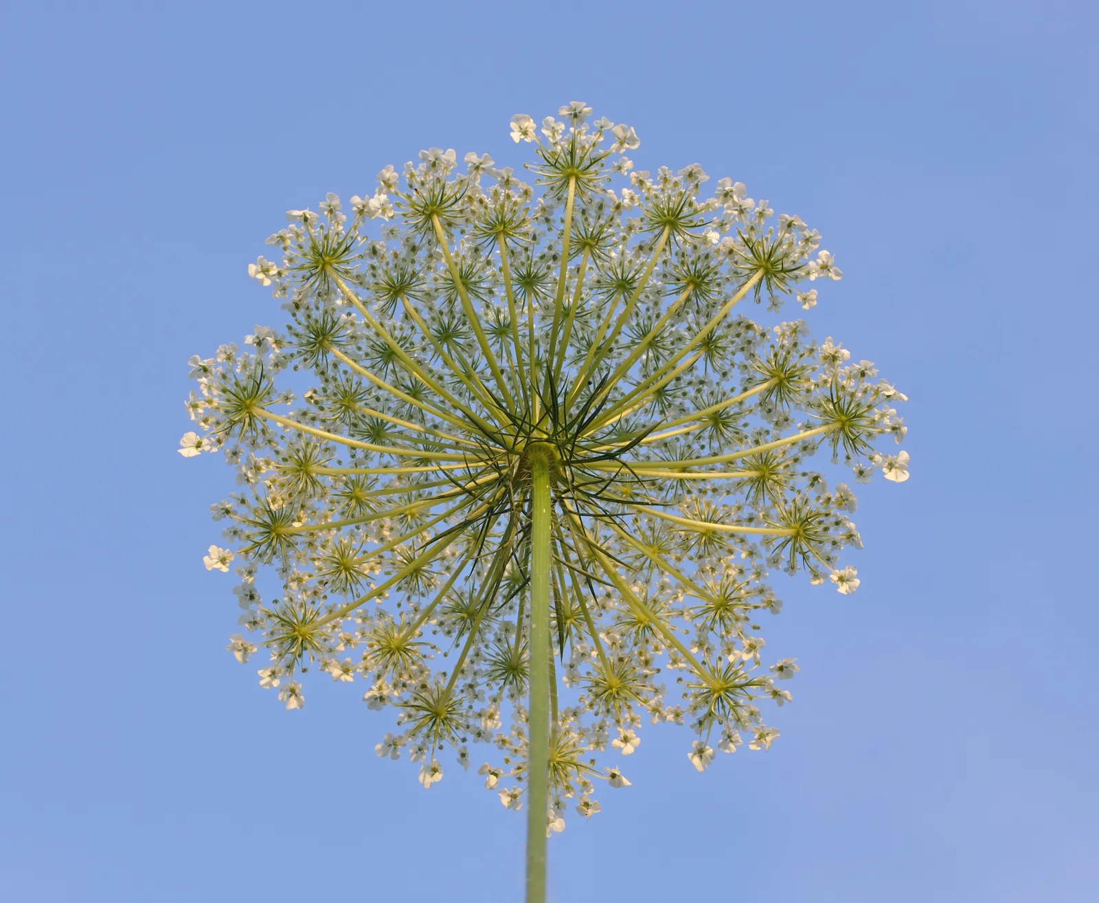 Carrot (Daucus Carota) — Carrots also produce umbel flowers in their second year, adding a subtle, lacy aesthetic to gardens, image 32