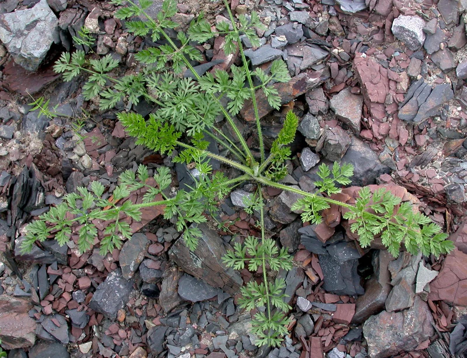 Carrot (Daucus Carota) — generally falling within 2 to 3 inches in diameter