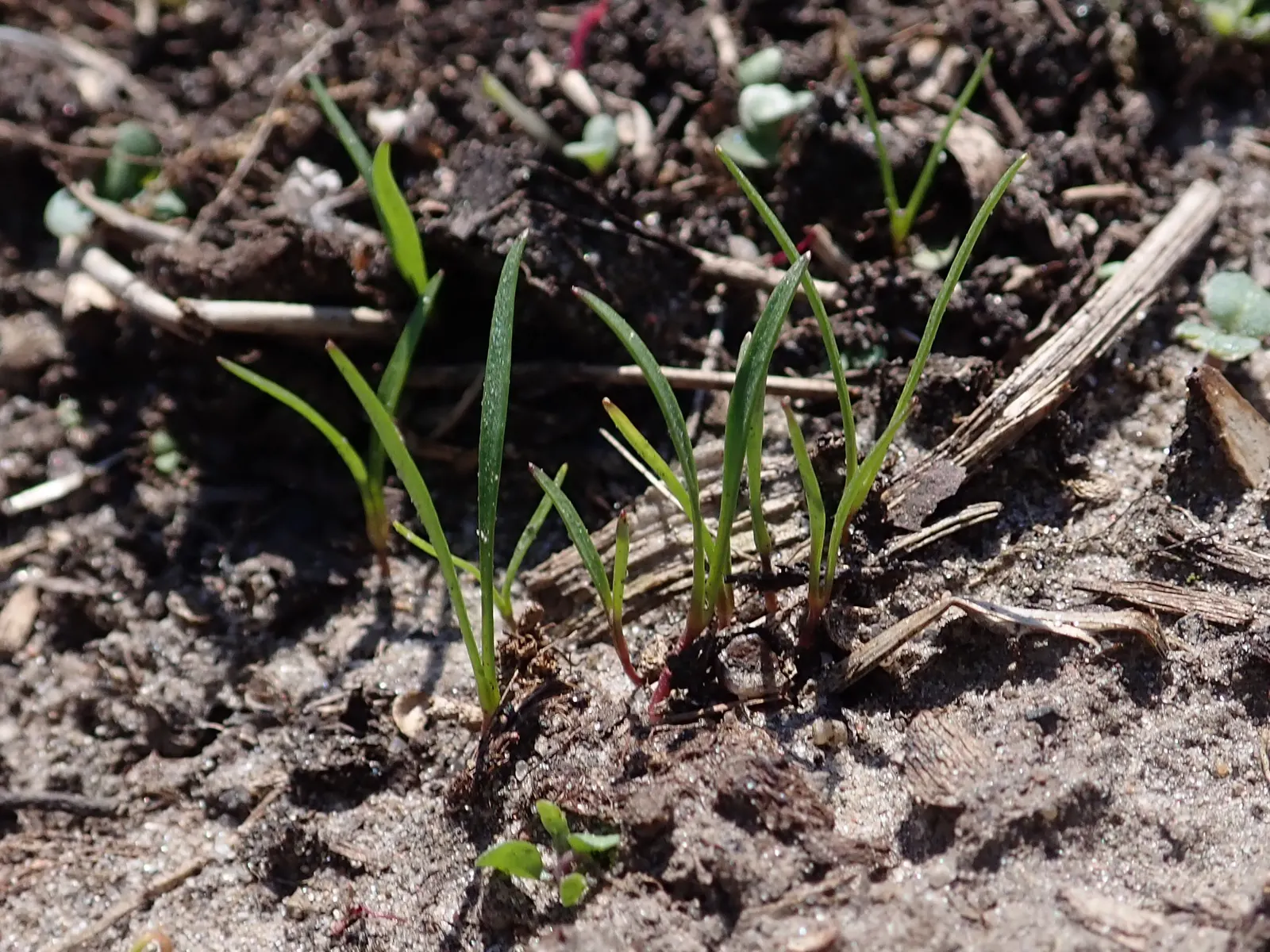 Carrot (Daucus Carota) — When designing for carrots; often grown as an annual in home gardens for its edible taproots, image 152