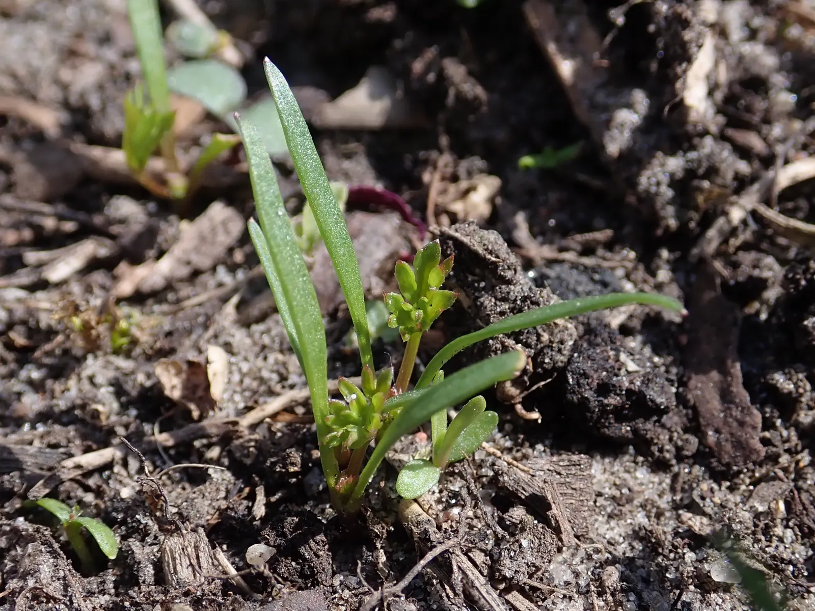 Carrot (Daucus Carota) — it is essential to provide well-draining soil with a deep; generally falling within 2 to 3 inches in diameter, image 153