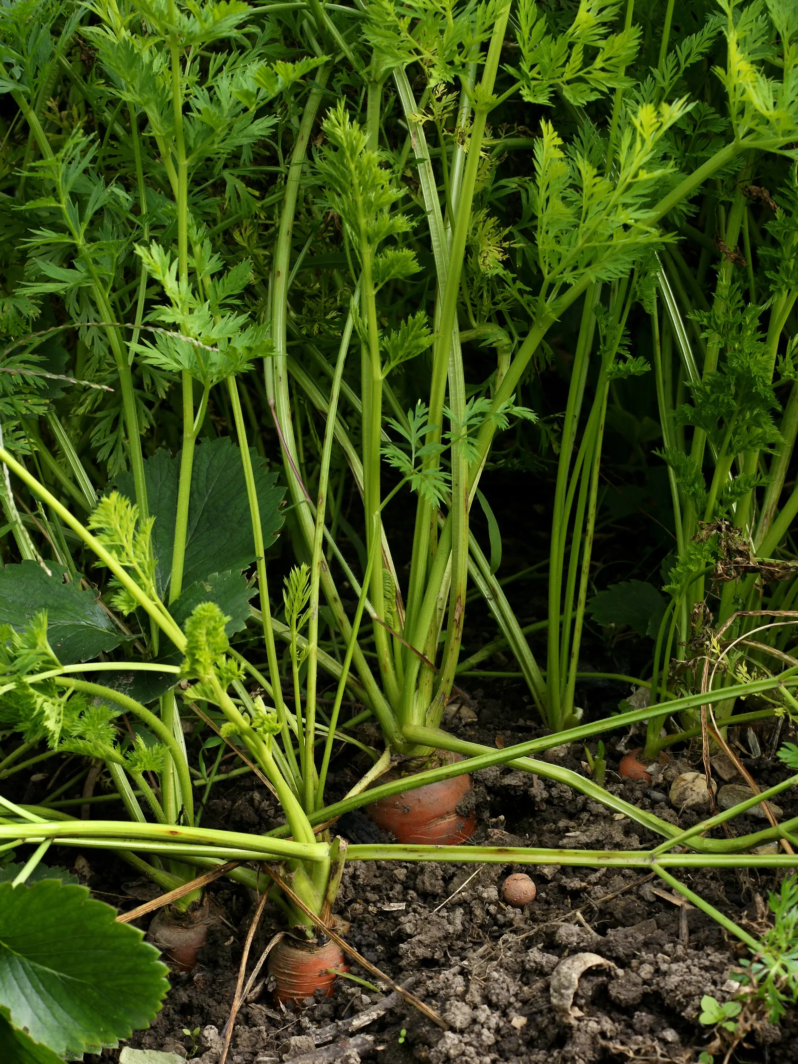 Carrot (Daucus Carota) — requiring at least 6 to 8 hours of direct sunlight daily; carrots are famed for their vibrant orange color, image 75