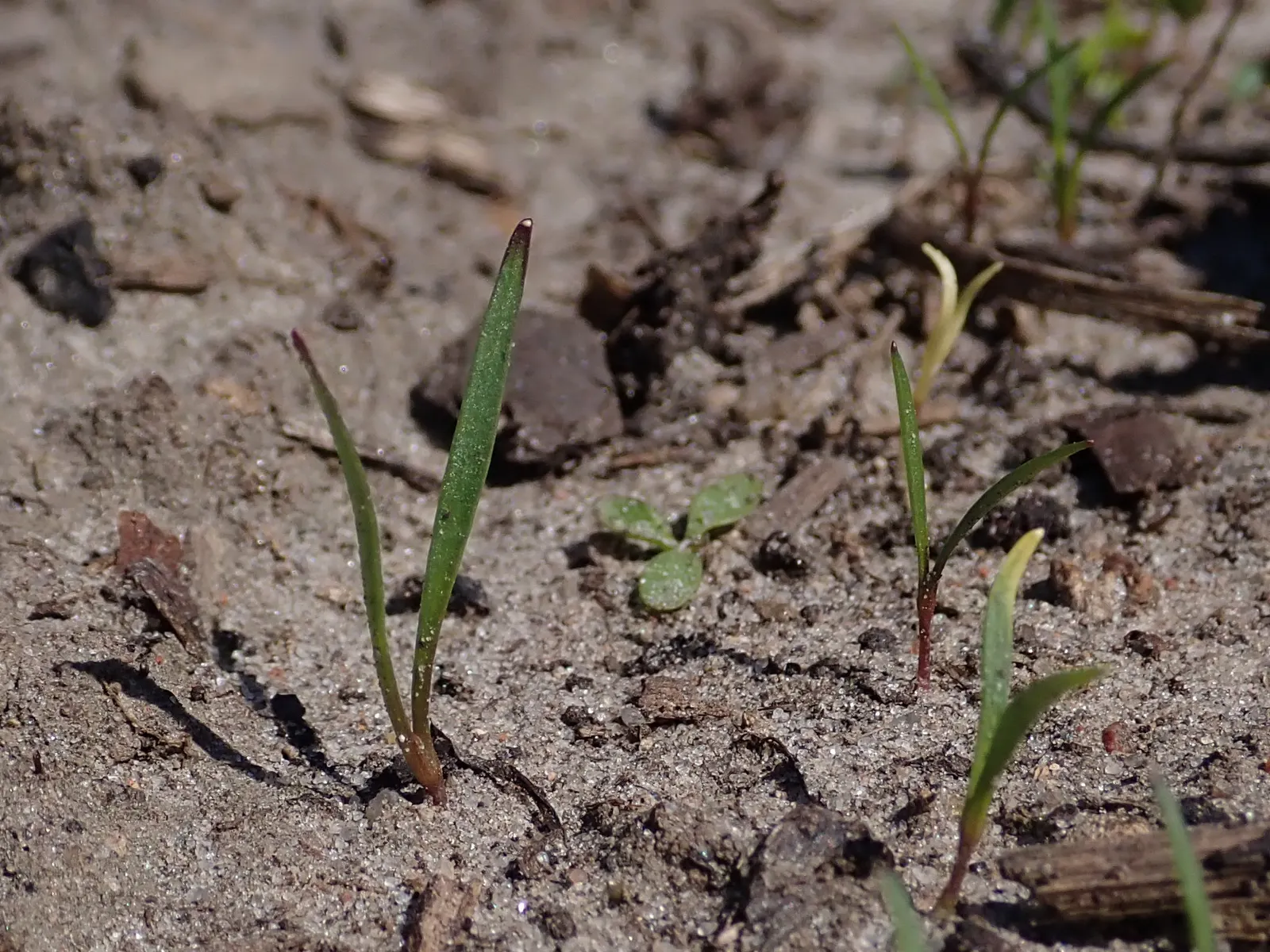 Carrot (Daucus Carota) — is a biennial plant commonly grown as an annual for its tapering orange root; prefers full sun and well-drained soil, image 55