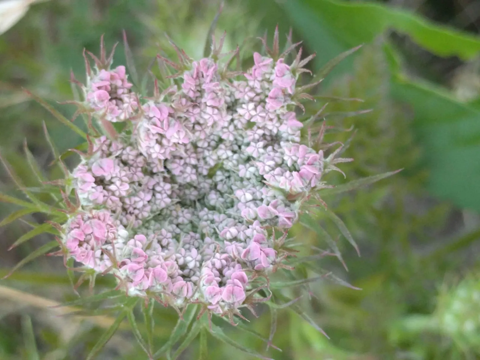 Carrot (Daucus Carota) — and can reach lengths of up to 12 to 14 inches; is a biennial plant commonly grown as an annual for its tapering orange, image 151