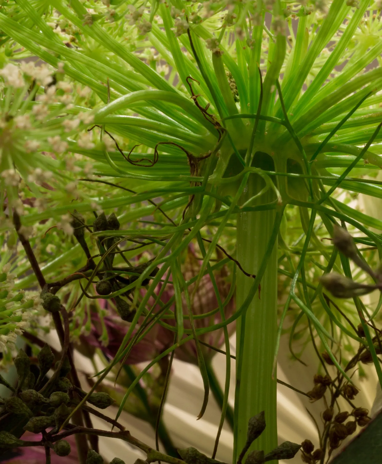 Carrot (Daucus Carota) — adding a spectrum of interest to any garden design; ideally with a pH between 6.0 and 6.8.<br><br>Carrots thrive in full, image 92
