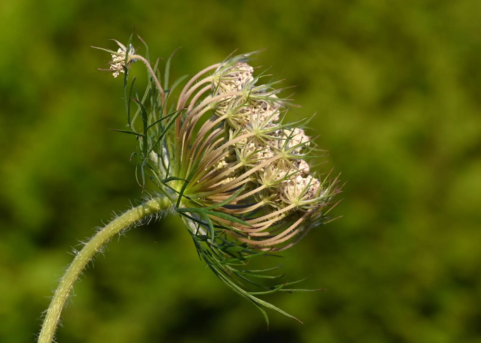Carrot (Daucus Carota) — Prefers full sun and well-drained soil