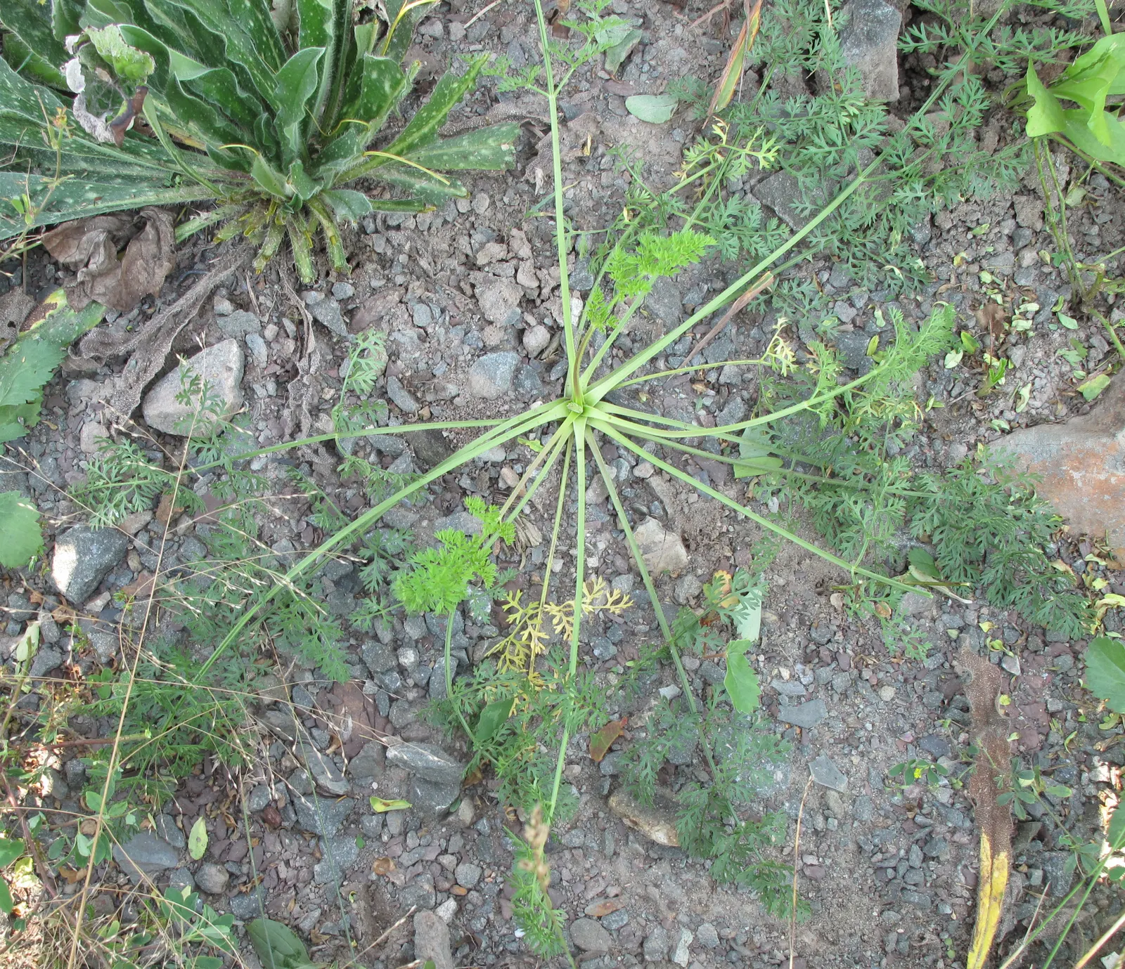 Carrot (Daucus Carota) — the foliage reaches heights of about 12 inches