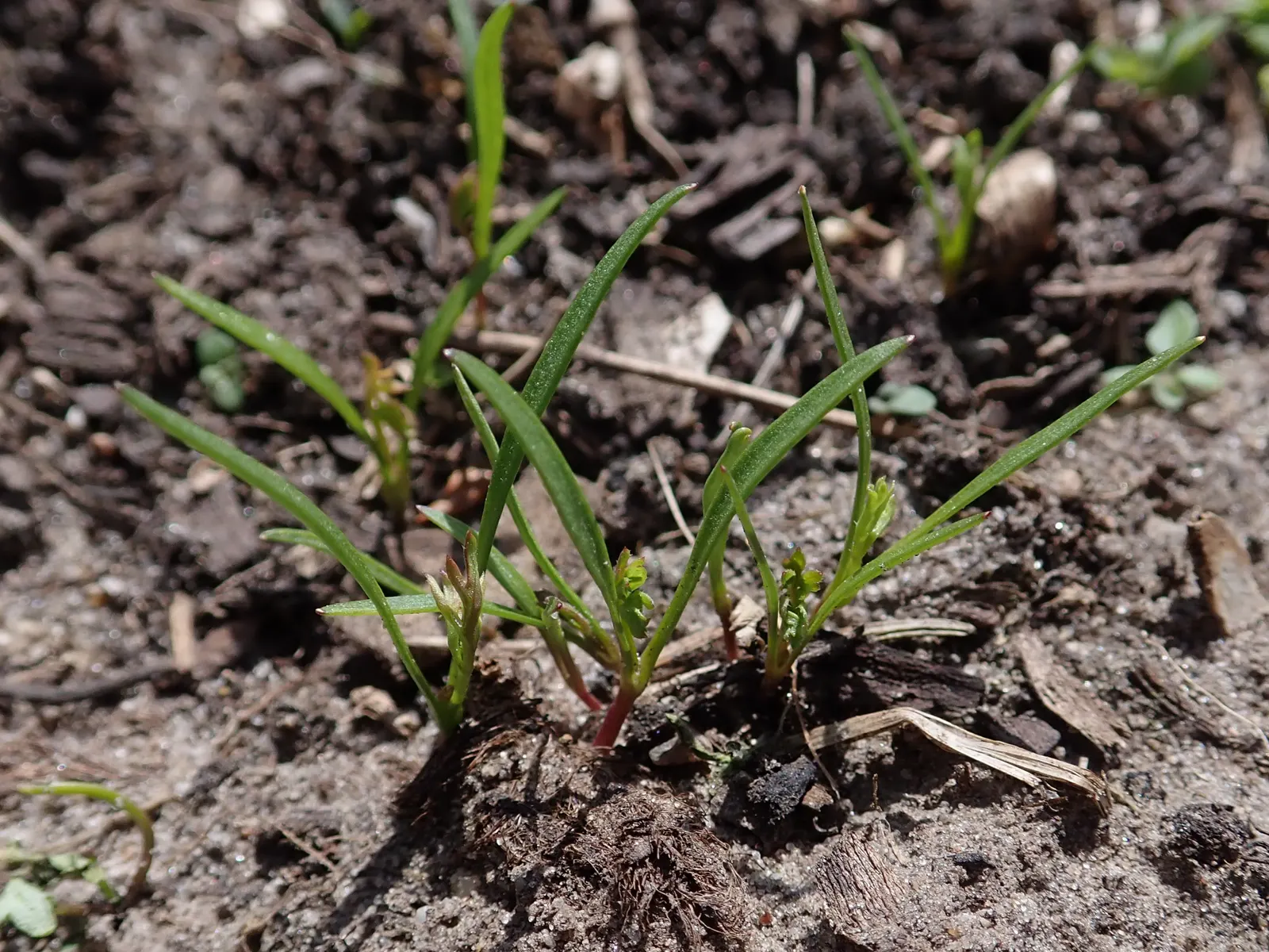 Carrot (Daucus Carota) — while the roots can grow up to 3 inches wide and 10 inches long; it is essential to provide well-draining soil with a deep, image 165