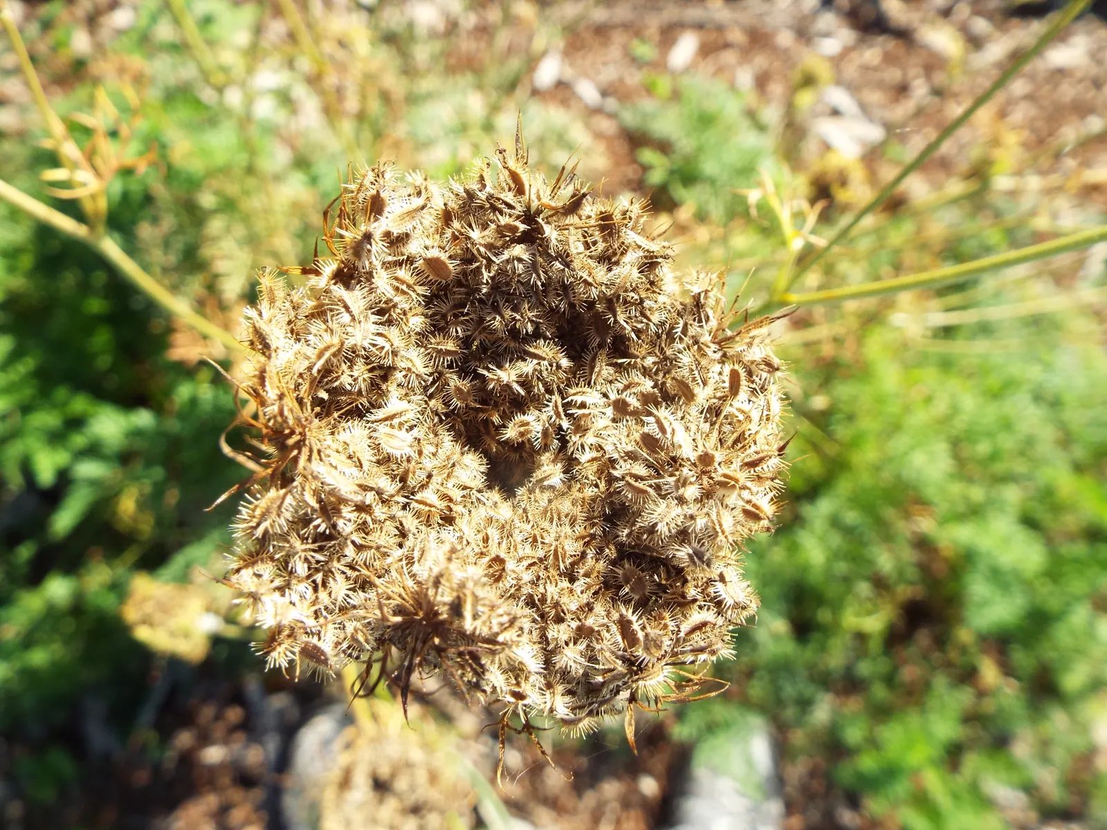 Carrot (Daucus Carota) — which may result in longer maturation times, image 104