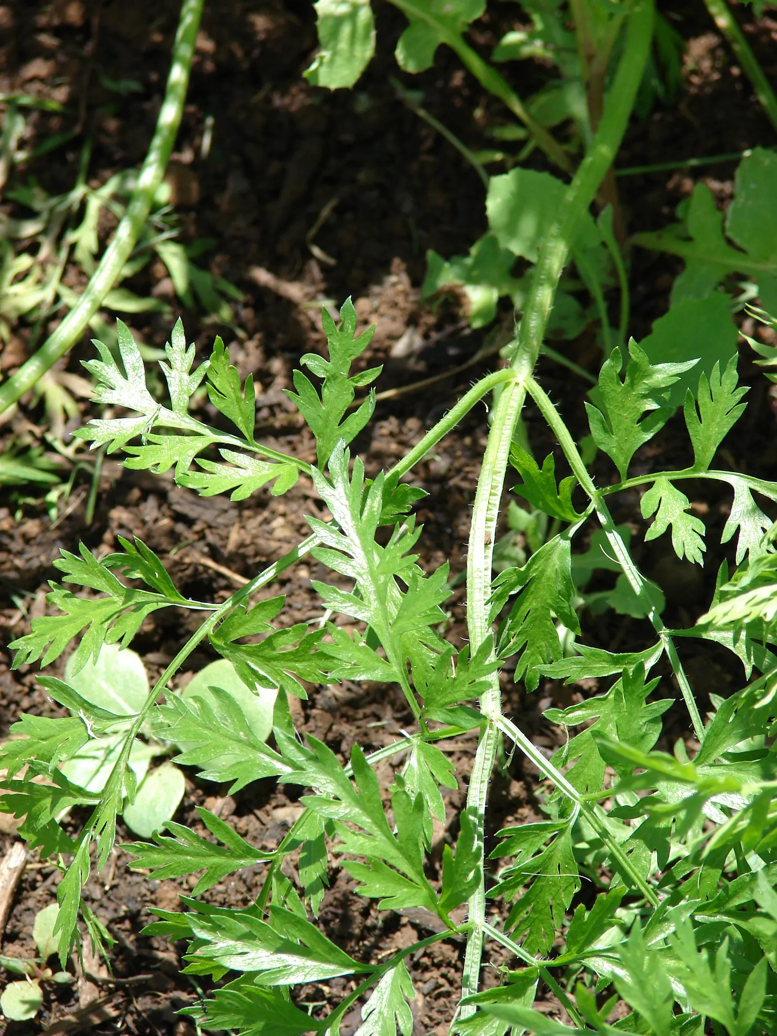 Carrot (Daucus Carota) — critical for uninterrupted root development