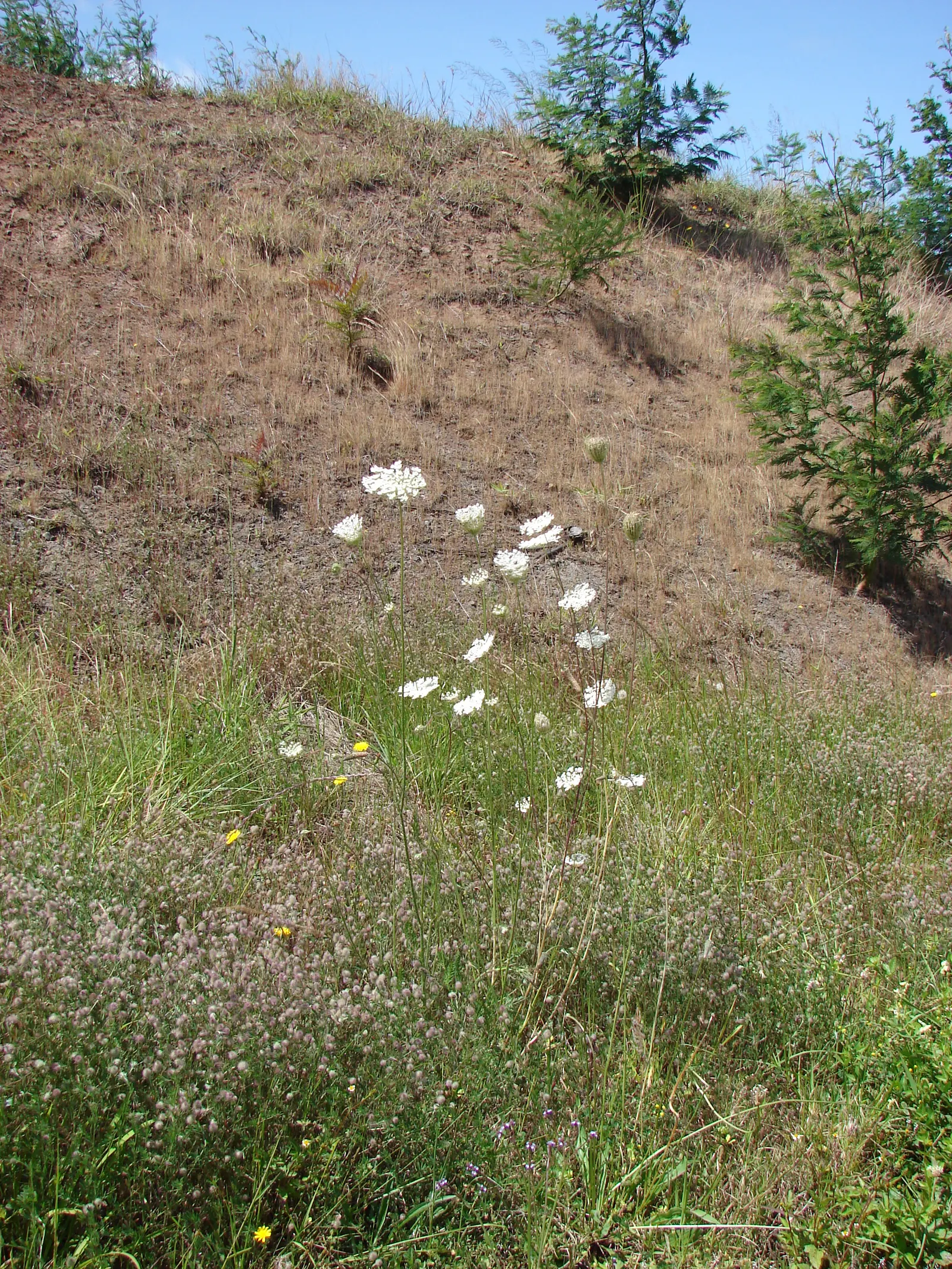 Carrot (Daucus Carota) — and can reach lengths of up to 12 to 14 inches; is a biennial plant commonly grown as an annual for its tapering orange, image 70