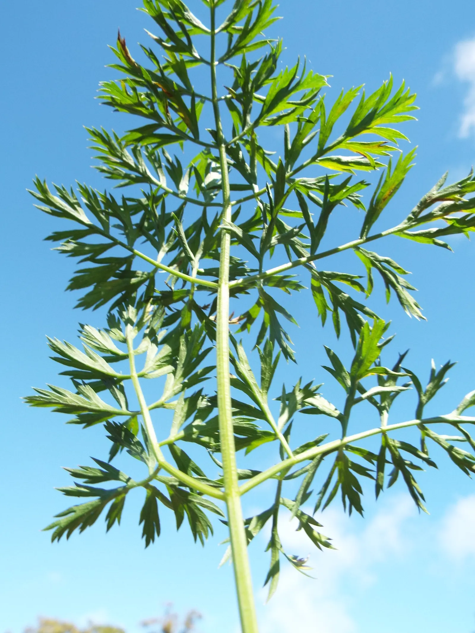 Carrot (Daucus Carota) — loose structure to accommodate their growth